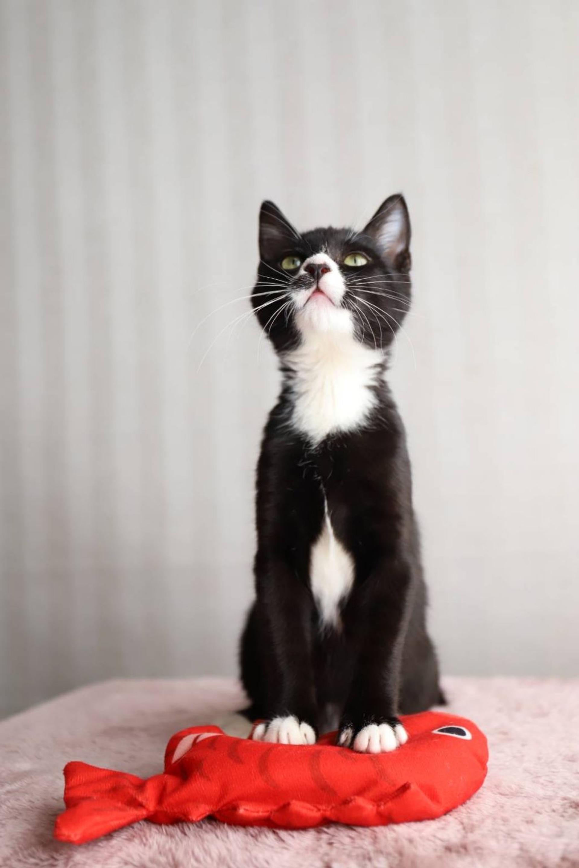 pet-image-2