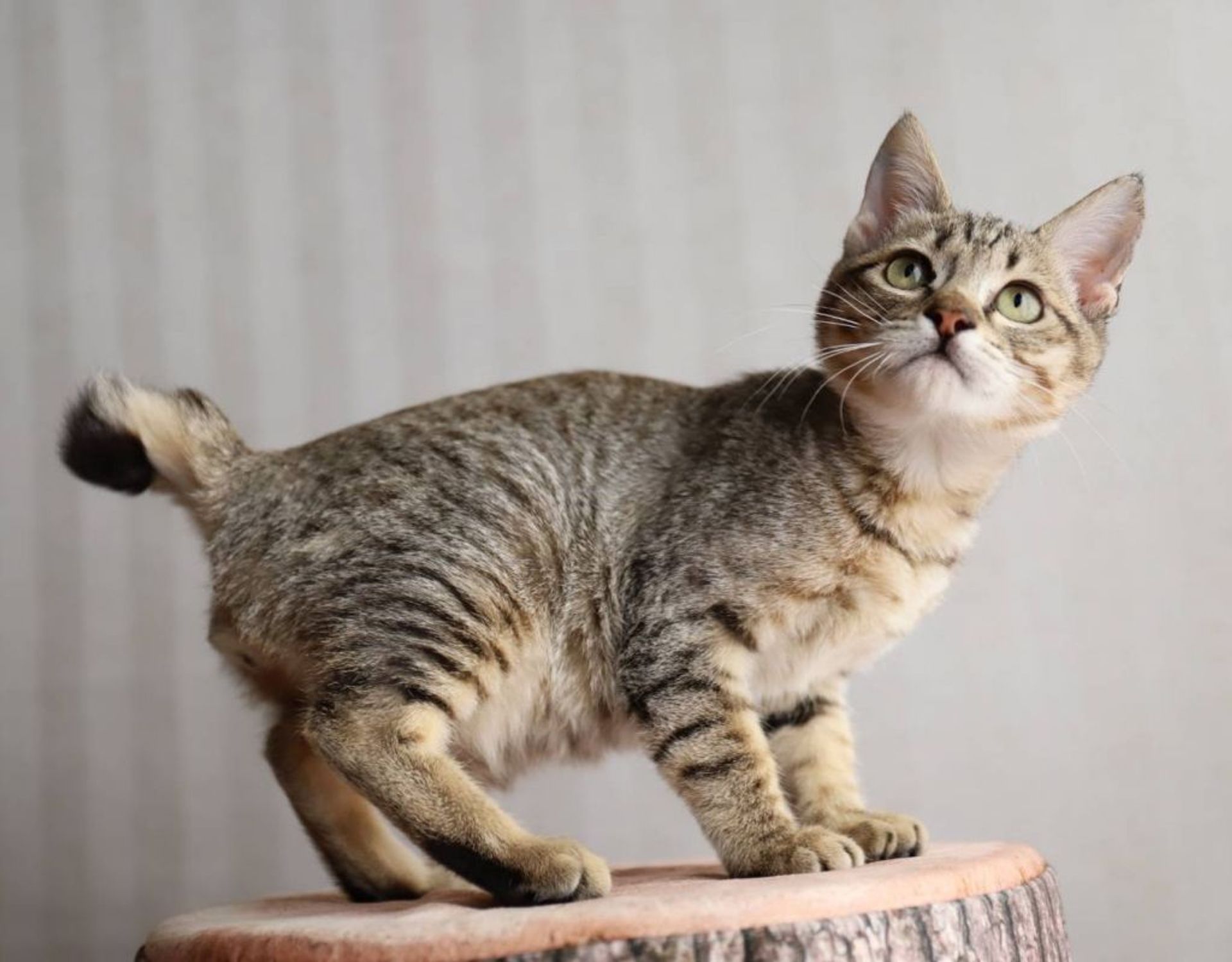 雑種（ミックス猫）・オスの里親募集の写真
