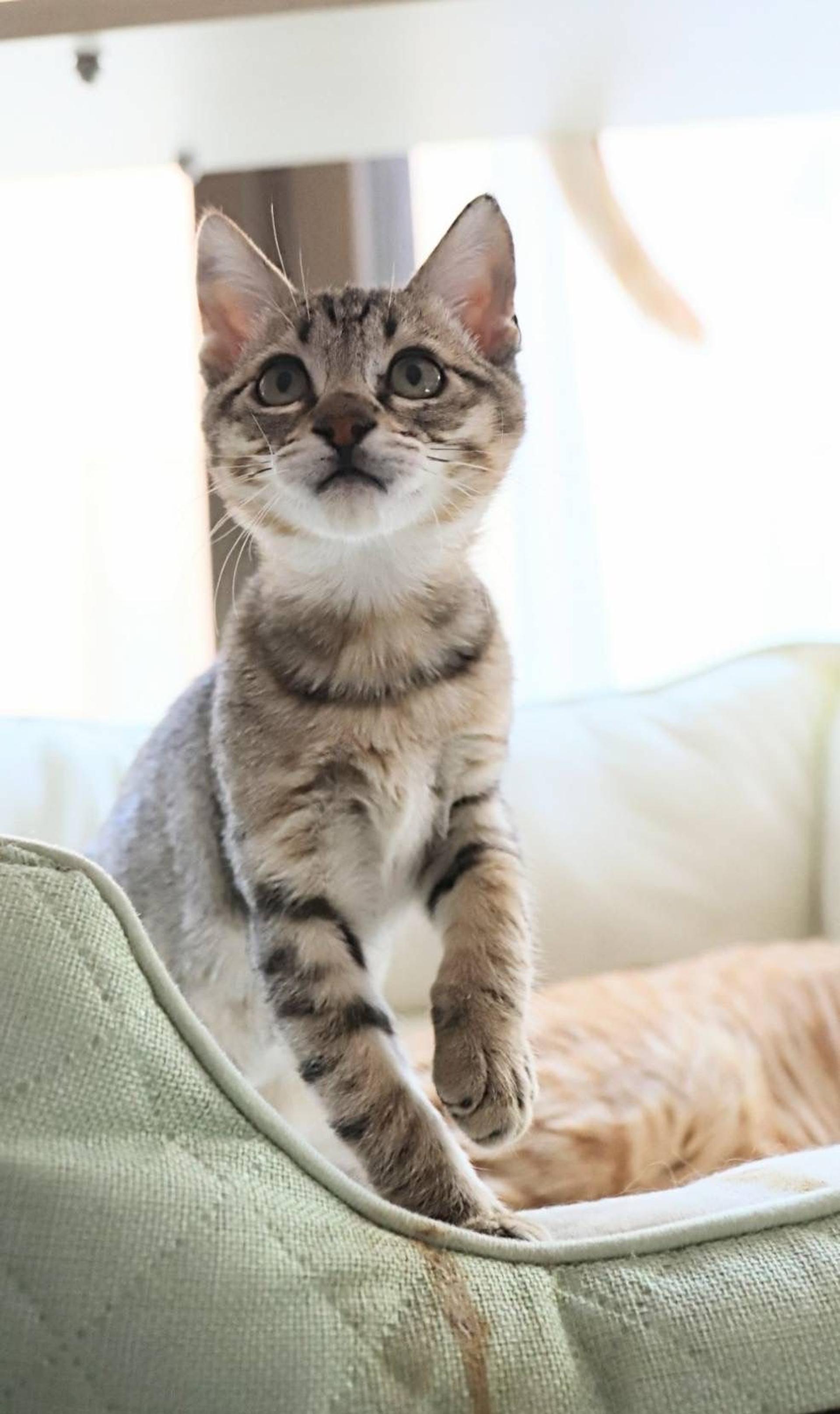 pet-image-3