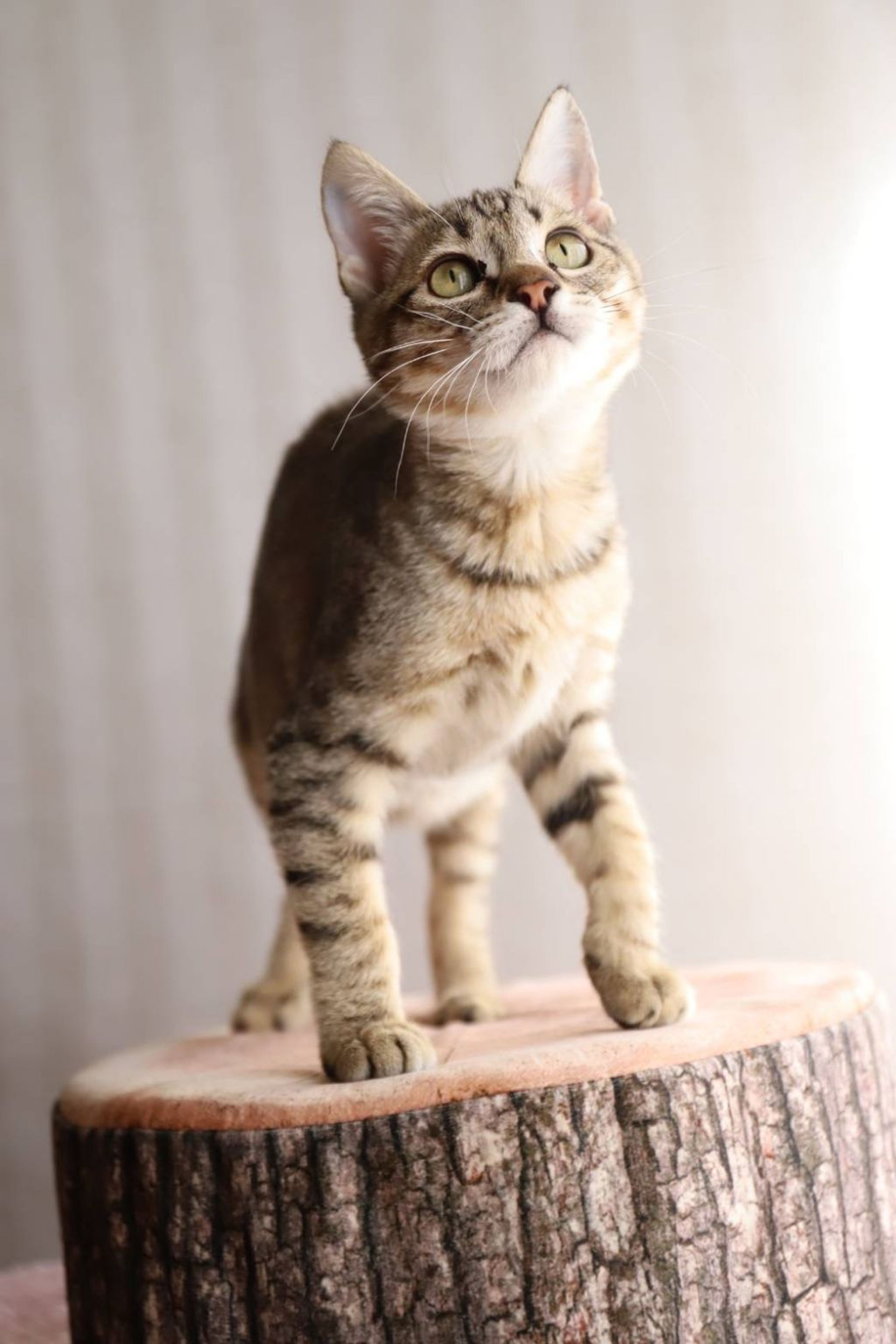 pet-image-5
