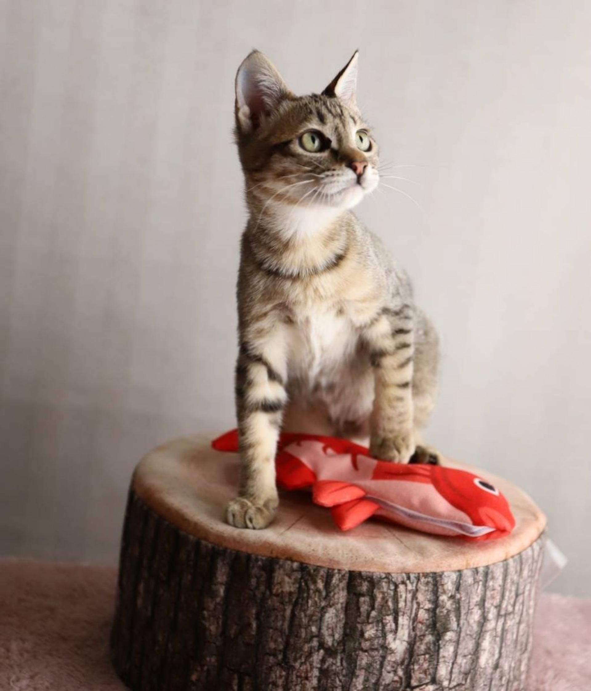 pet-image-6