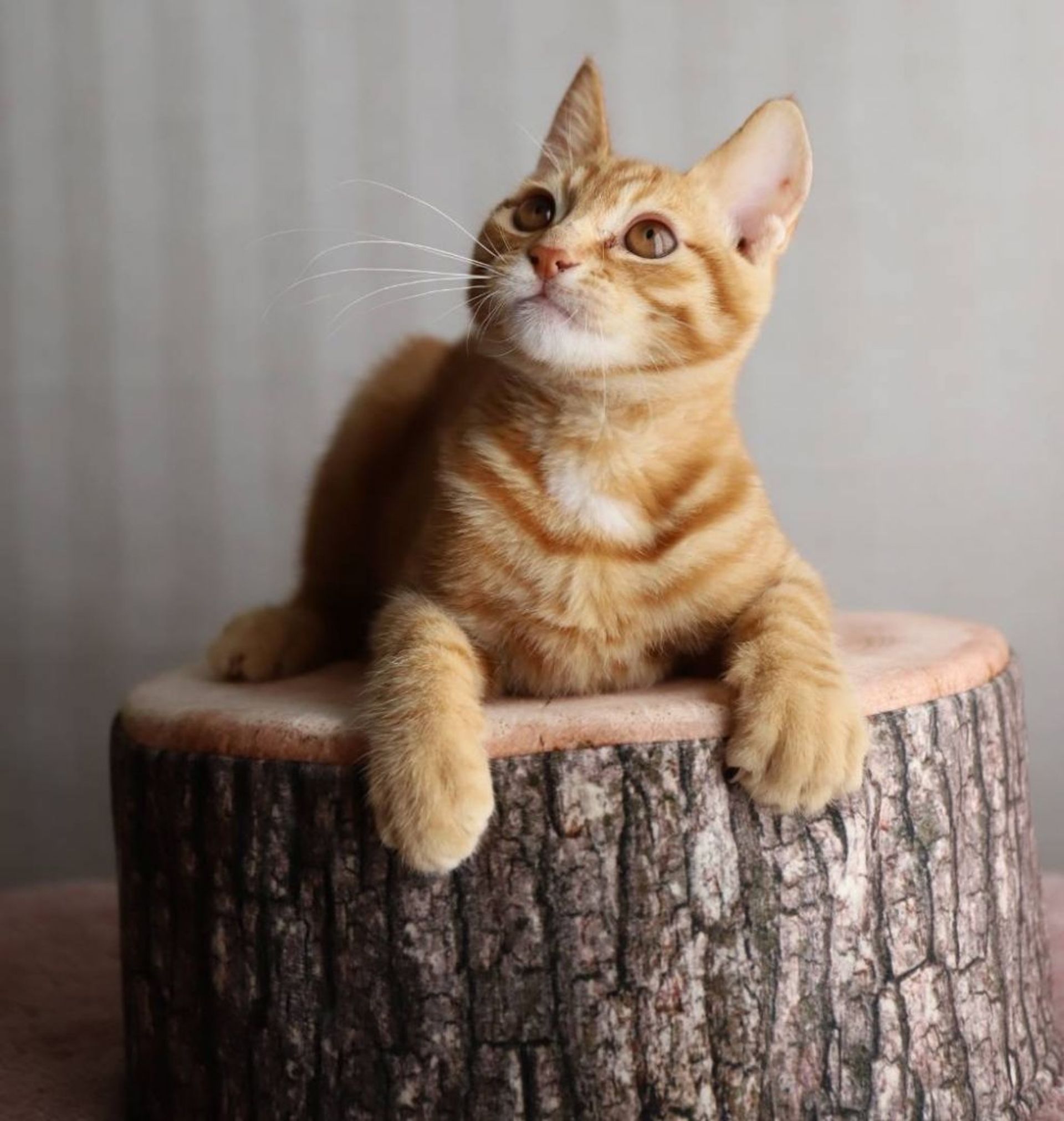 雑種（ミックス猫）・オスの里親募集の写真