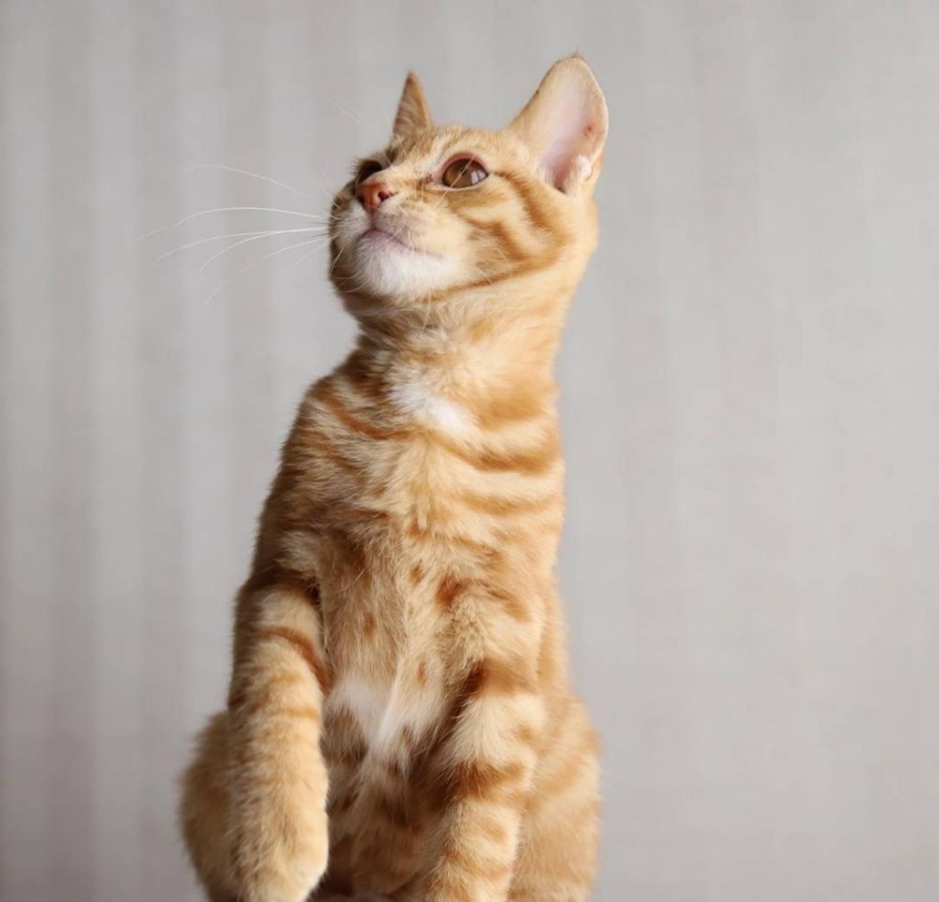 pet-image-4