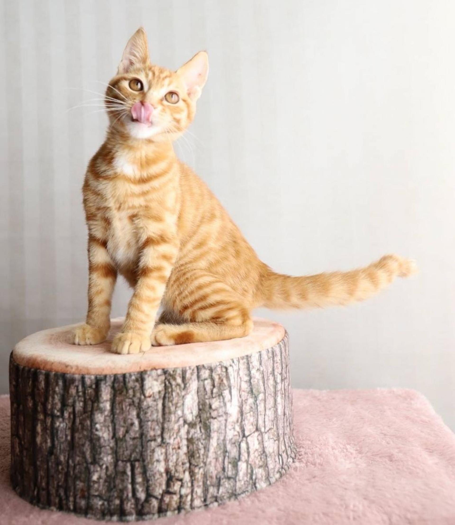 pet-image-5