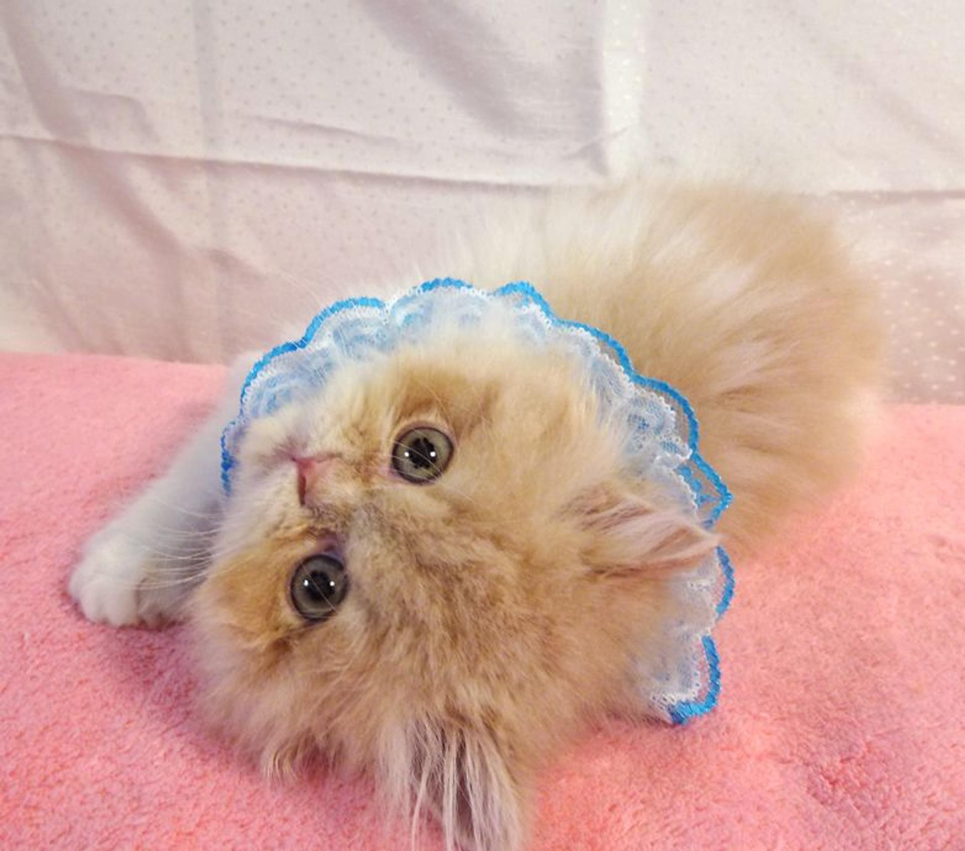 pet-image-4
