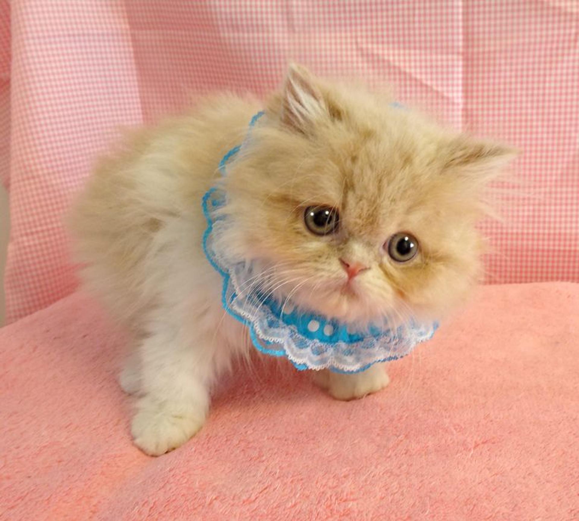 pet-image-6