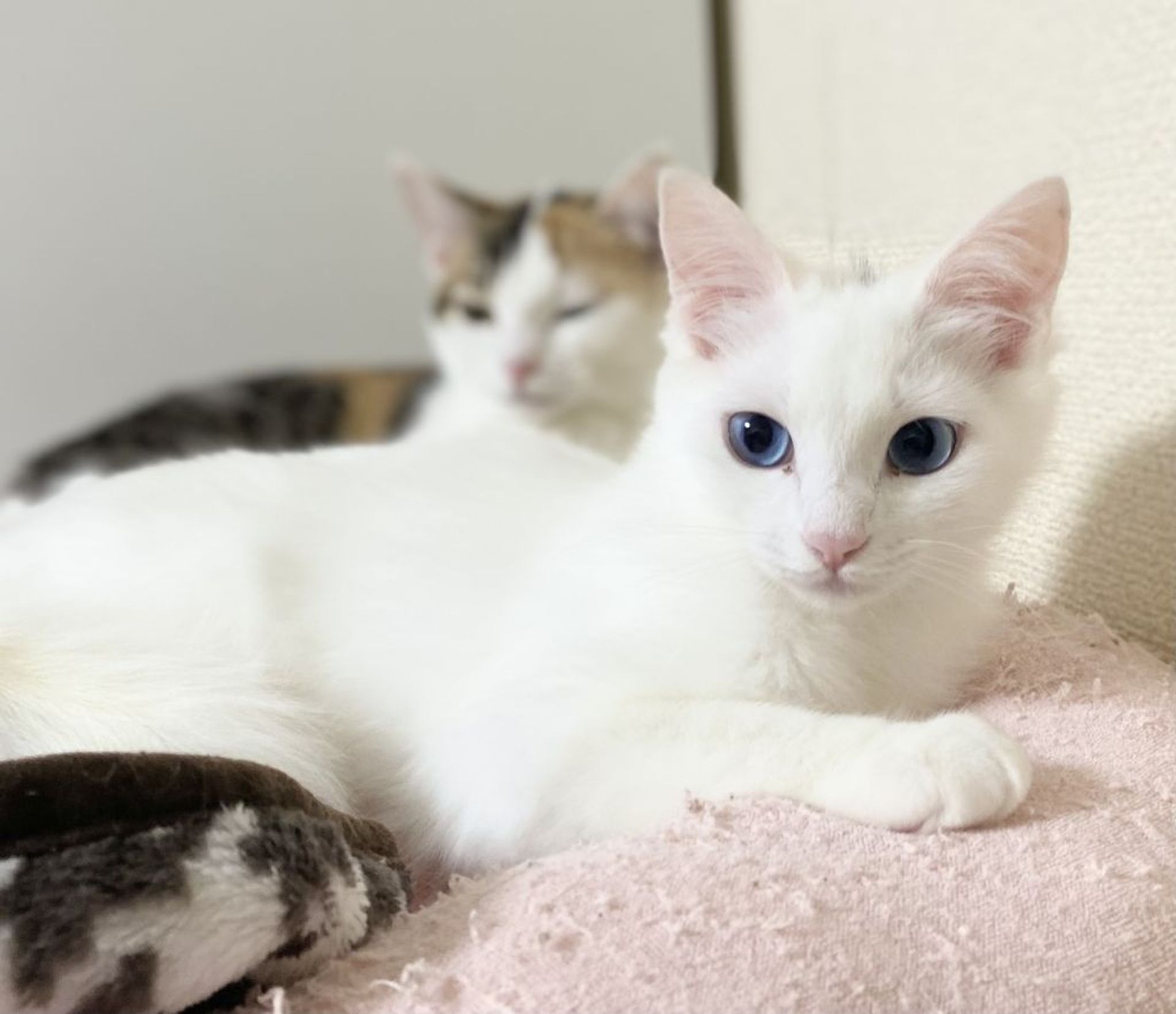 雑種（ミックス猫）・メスの里親募集の写真