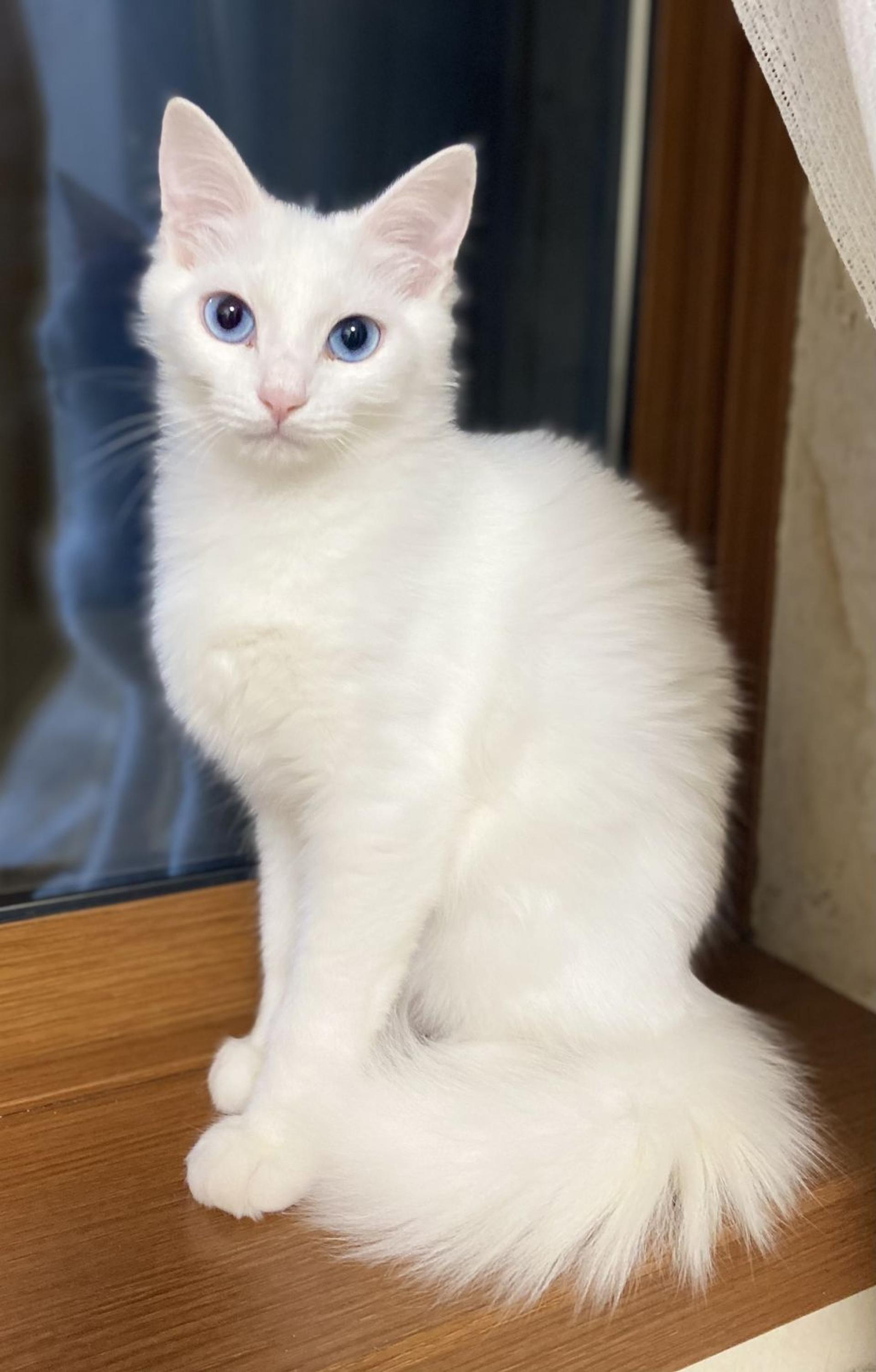 pet-image-2