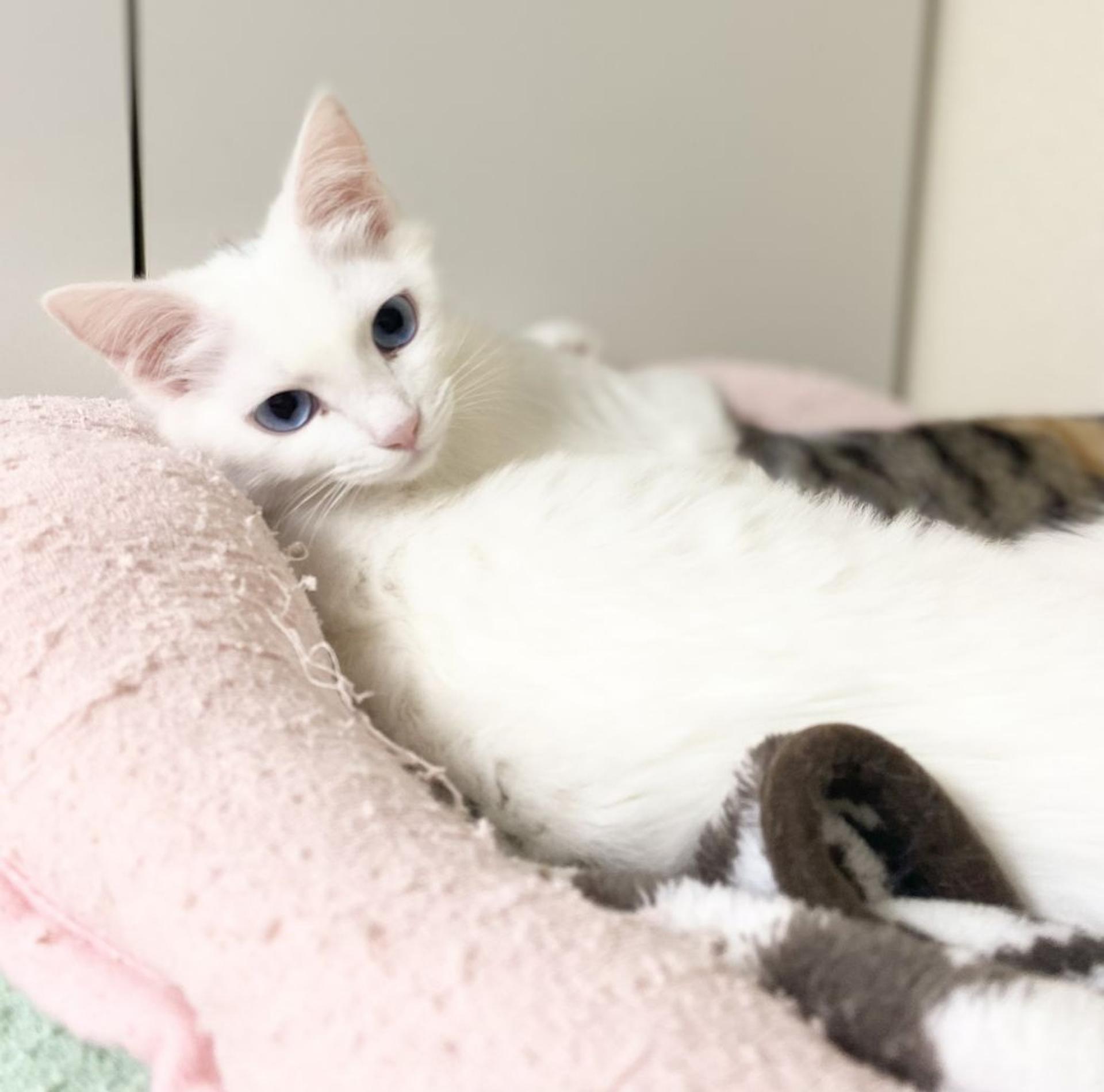 pet-image-3