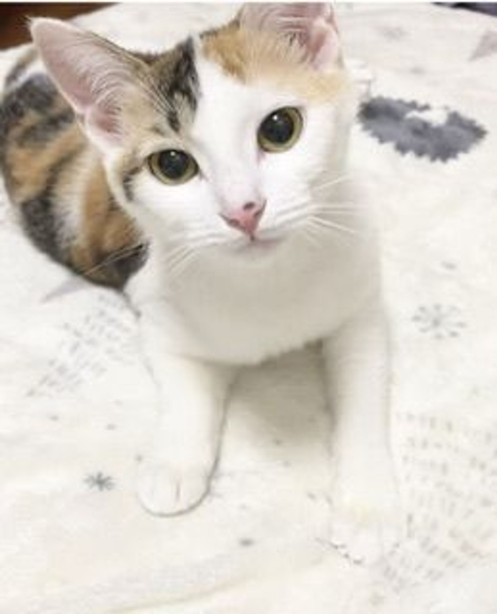 雑種（ミックス猫）・メスの里親募集の写真
