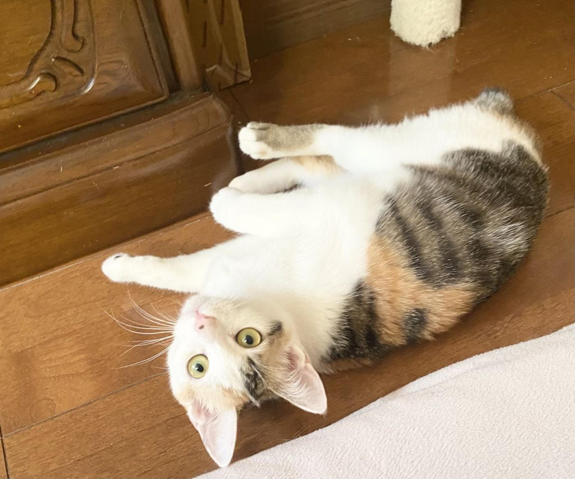 pet-image-3
