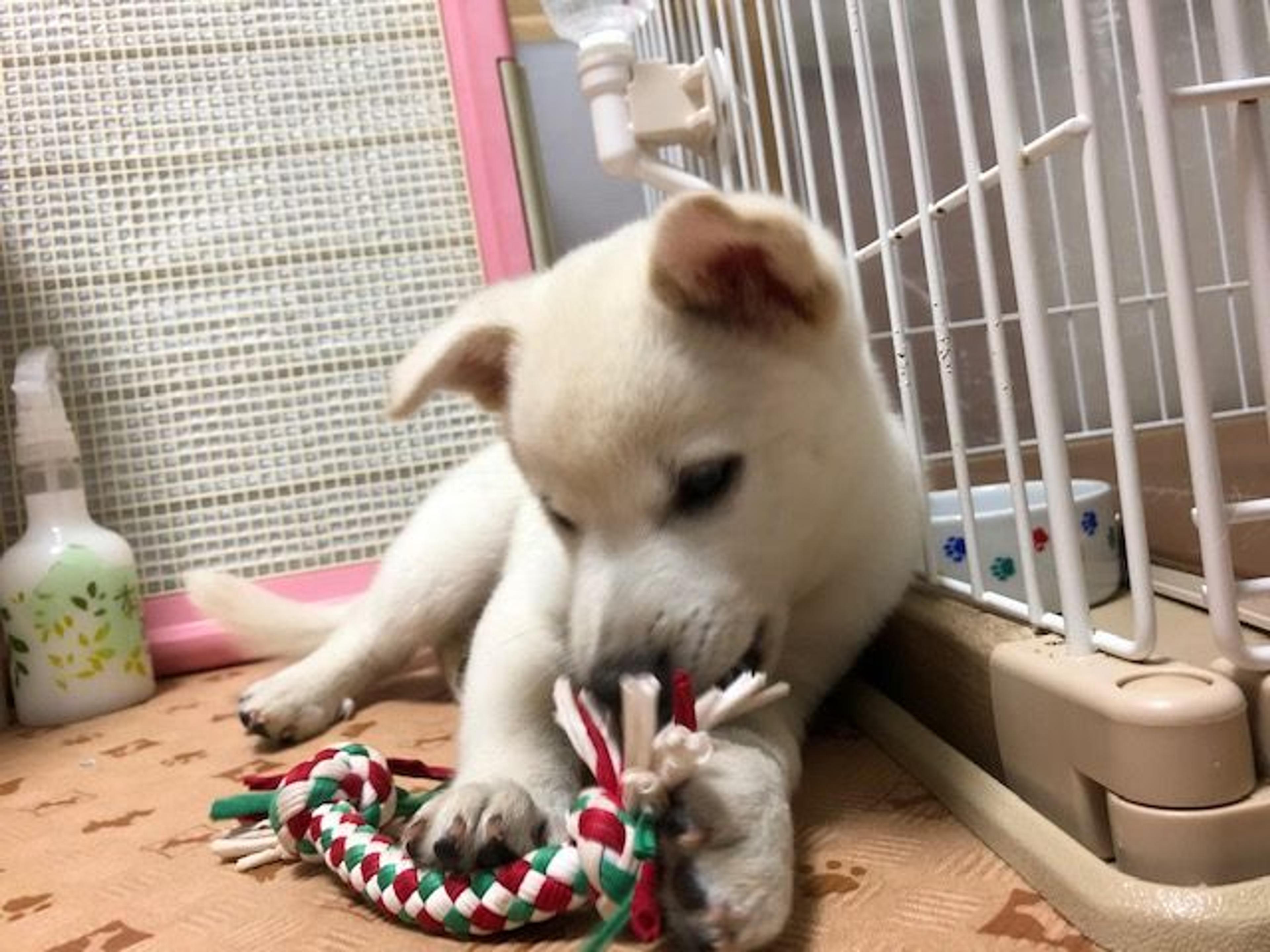pet-image-3