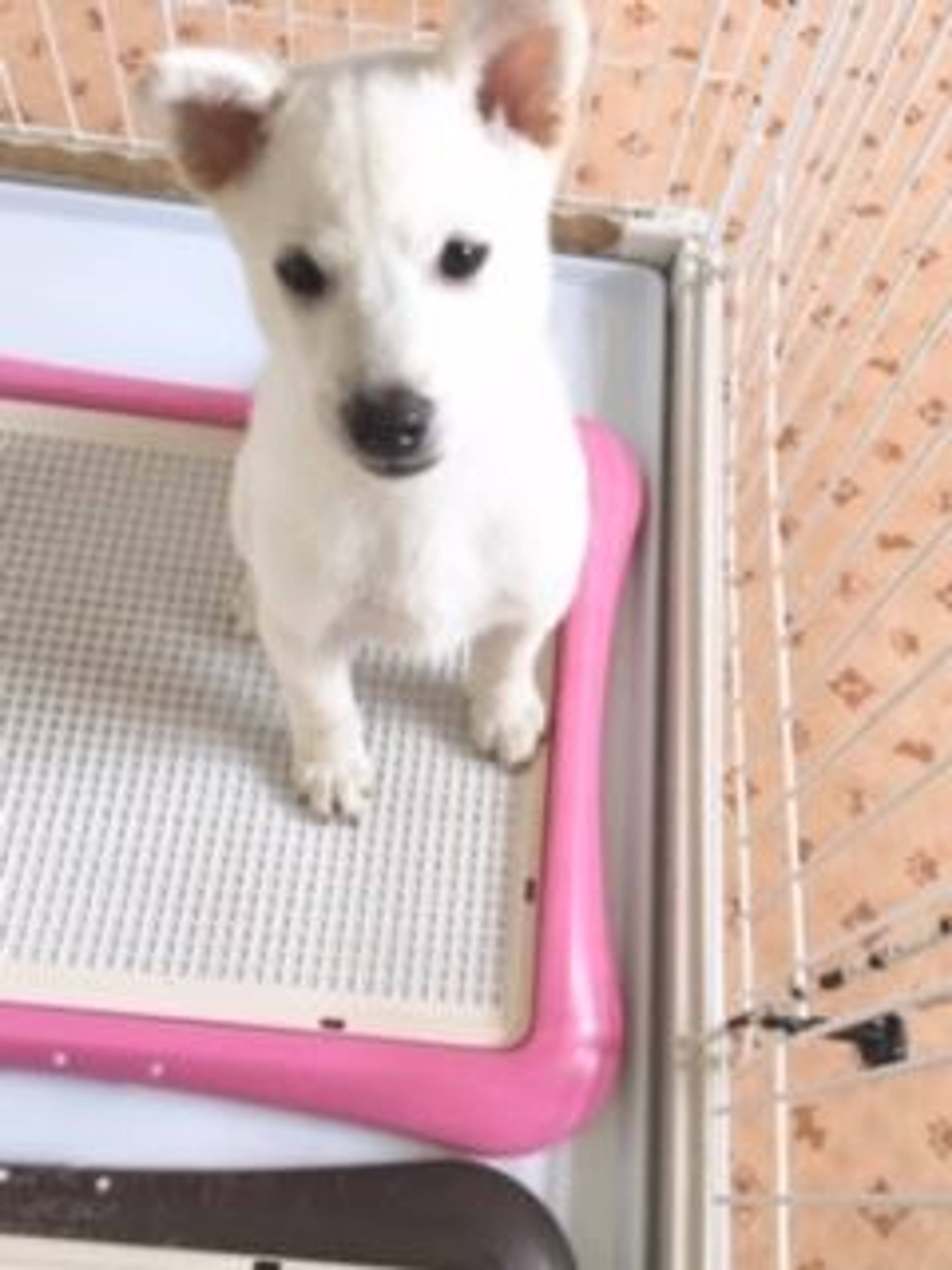 雑種（ミックス犬）・オスの里親募集の写真
