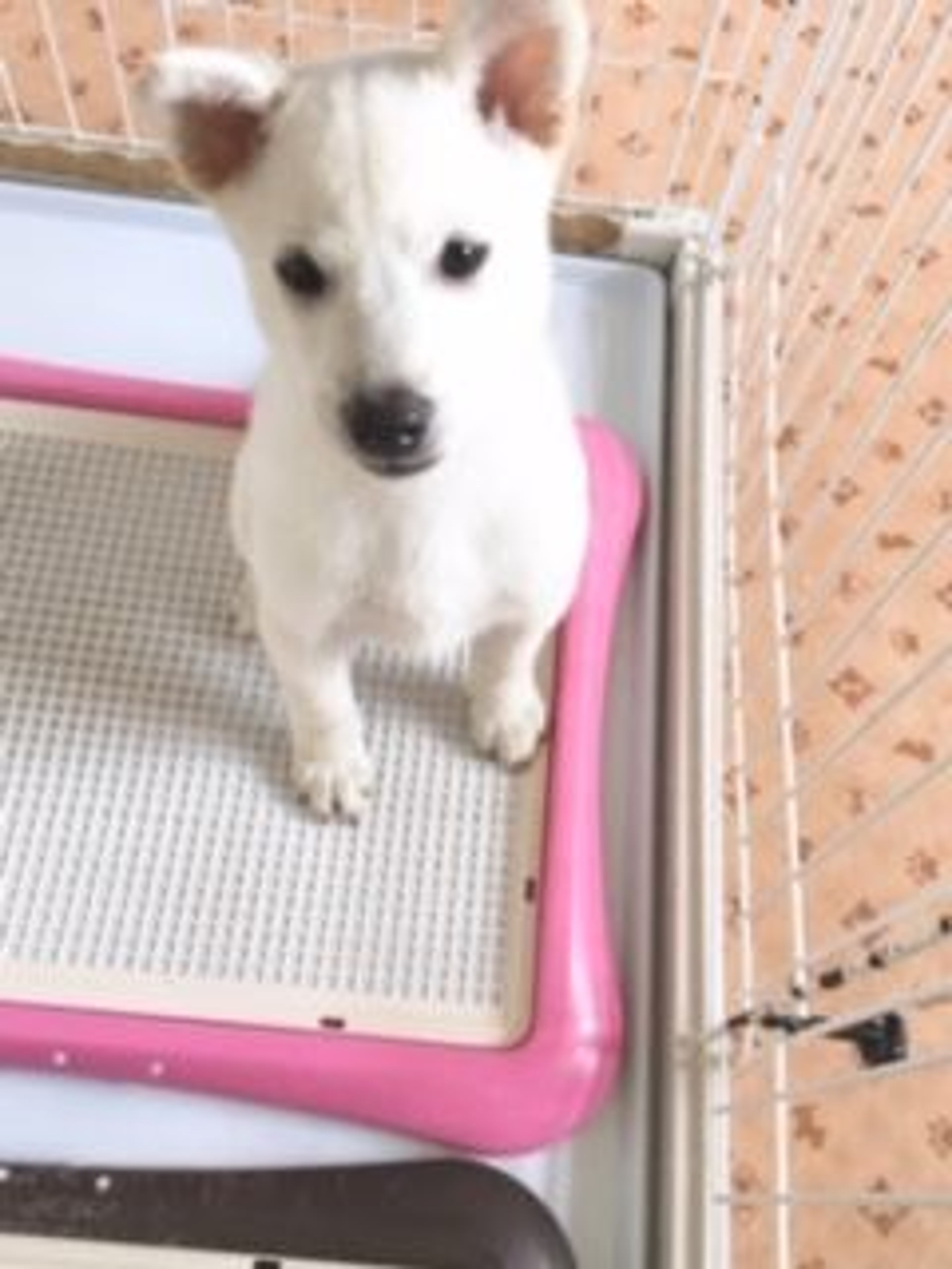 雑種（ミックス犬）・オスの里親募集の写真
