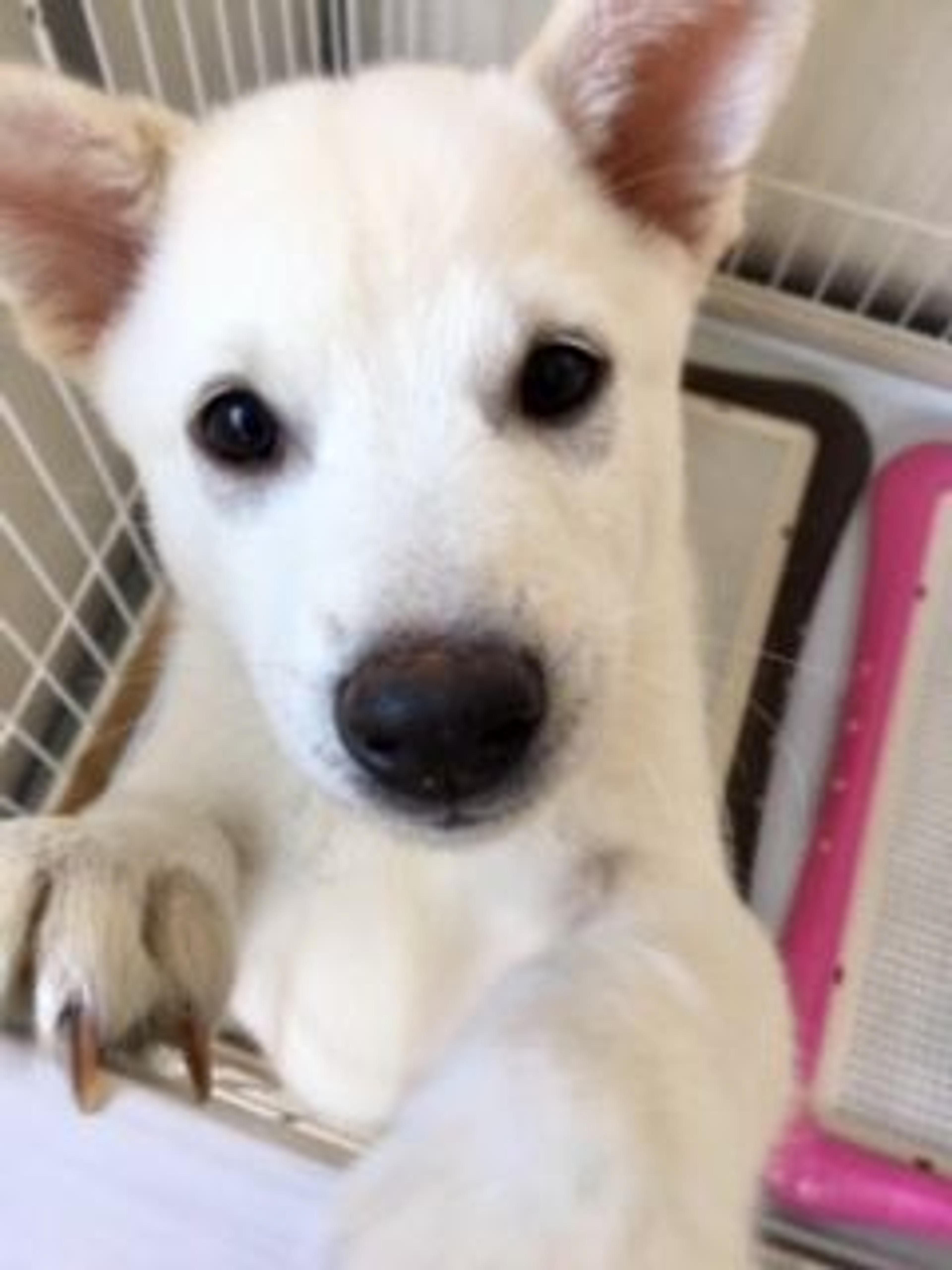 pet-image-2