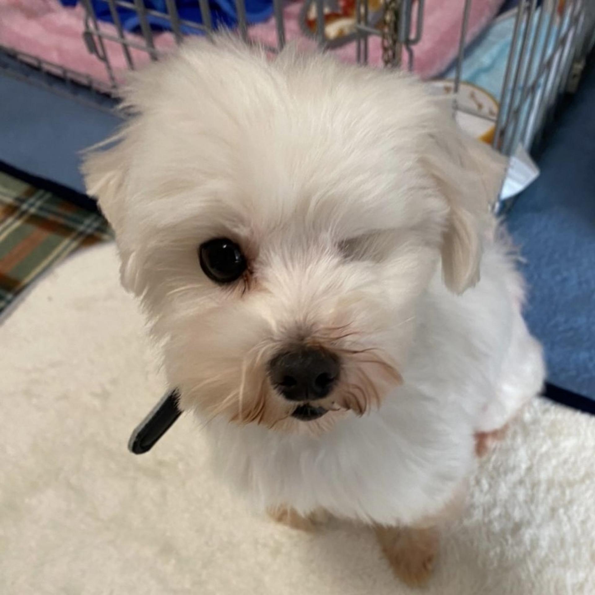 pet-image-3