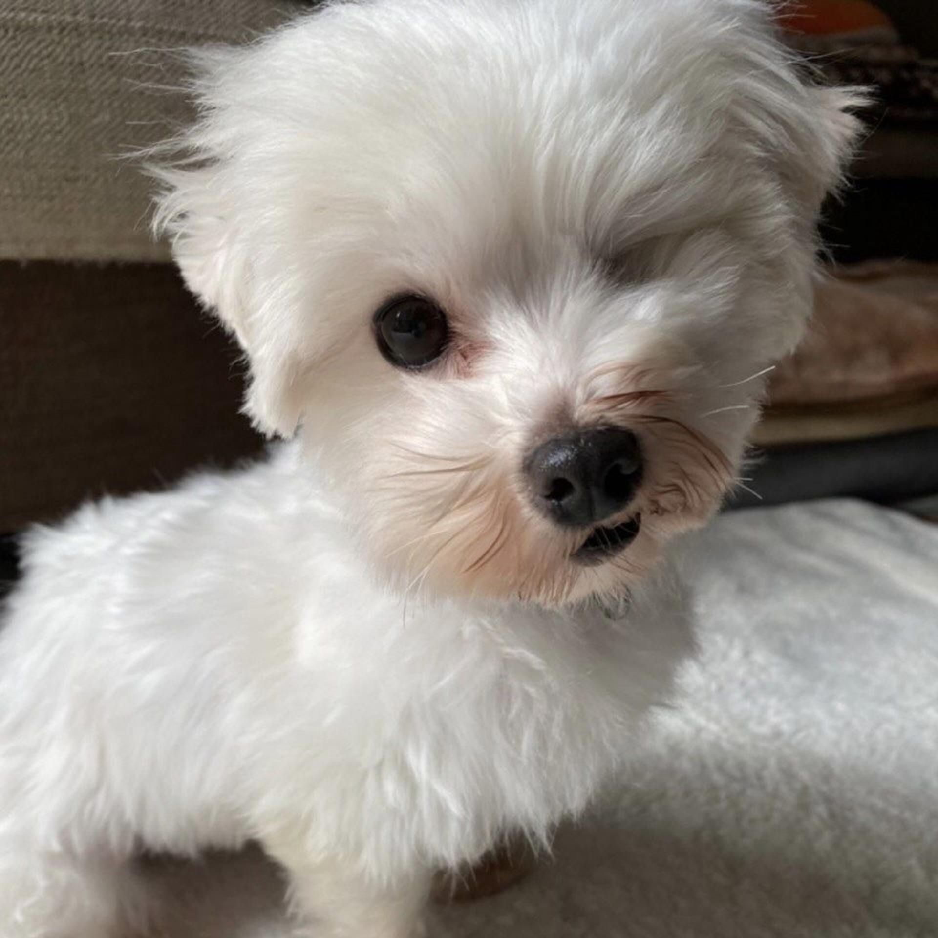 pet-image-5