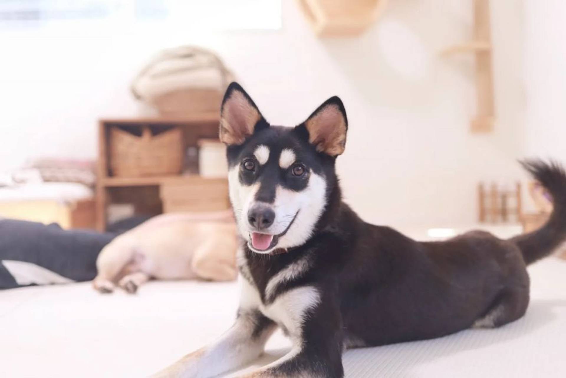 雑種（ミックス犬）・メスの里親募集の写真