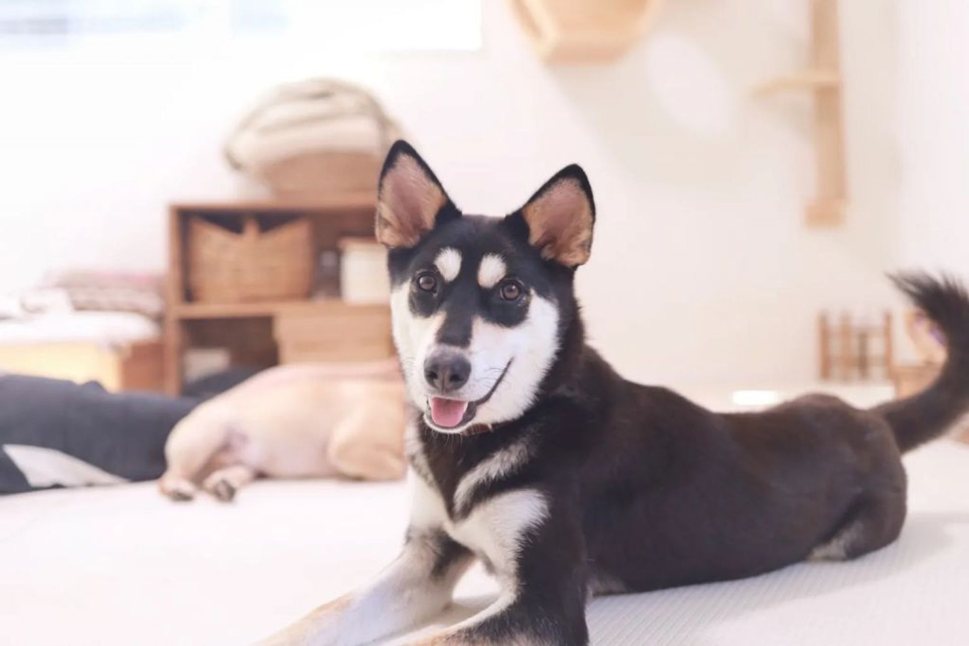 雑種（ミックス犬）・メスの里親募集の写真