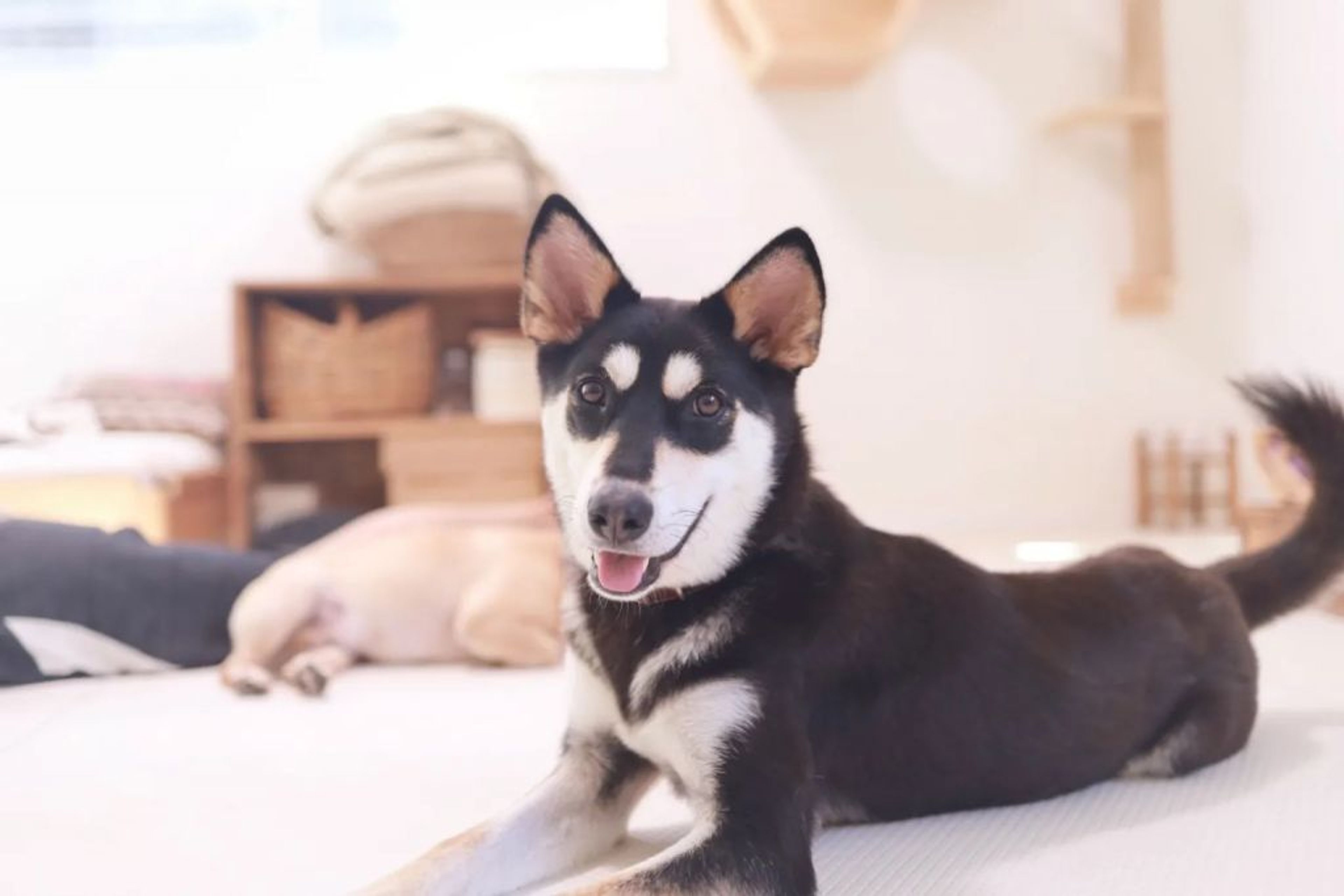雑種（ミックス犬）・メスの里親募集の写真