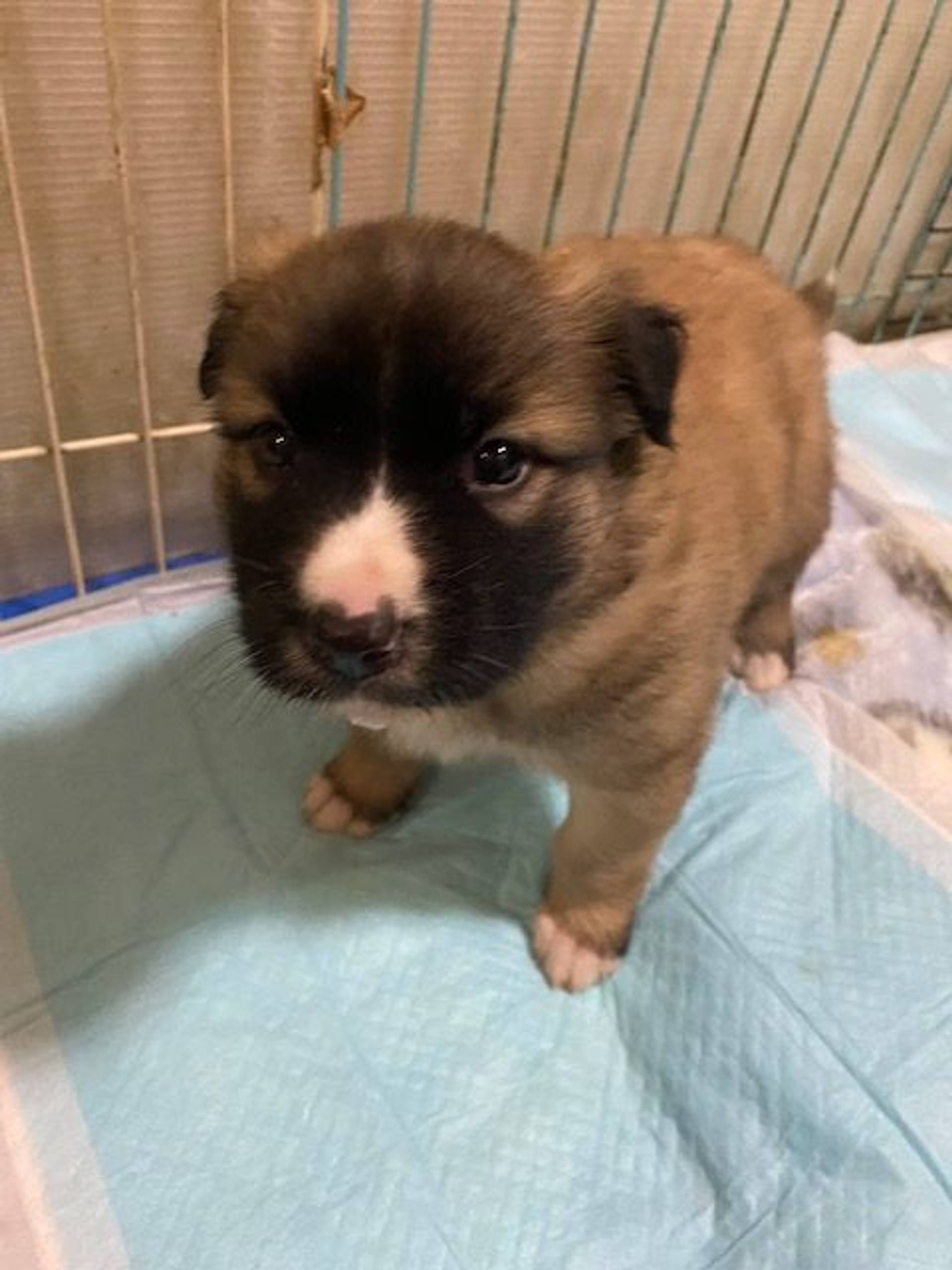 雑種（ミックス犬）・オスの里親募集の写真
