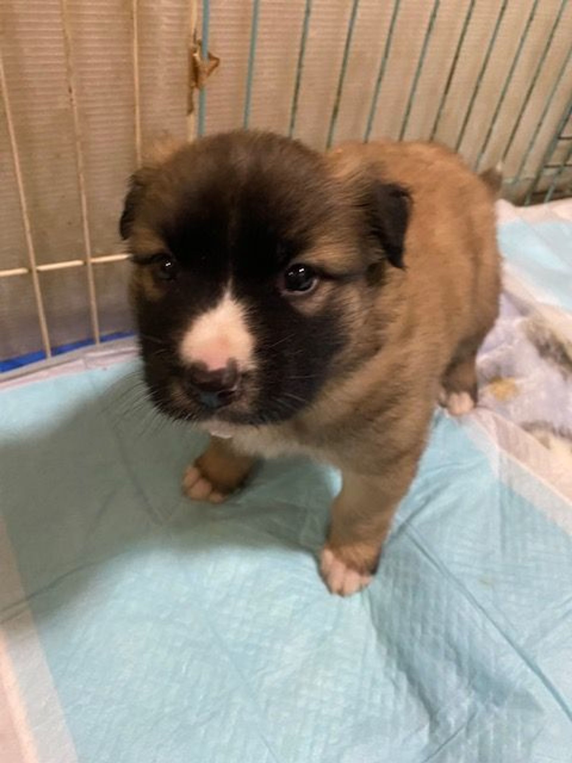 雑種（ミックス犬）・オスの里親募集の写真