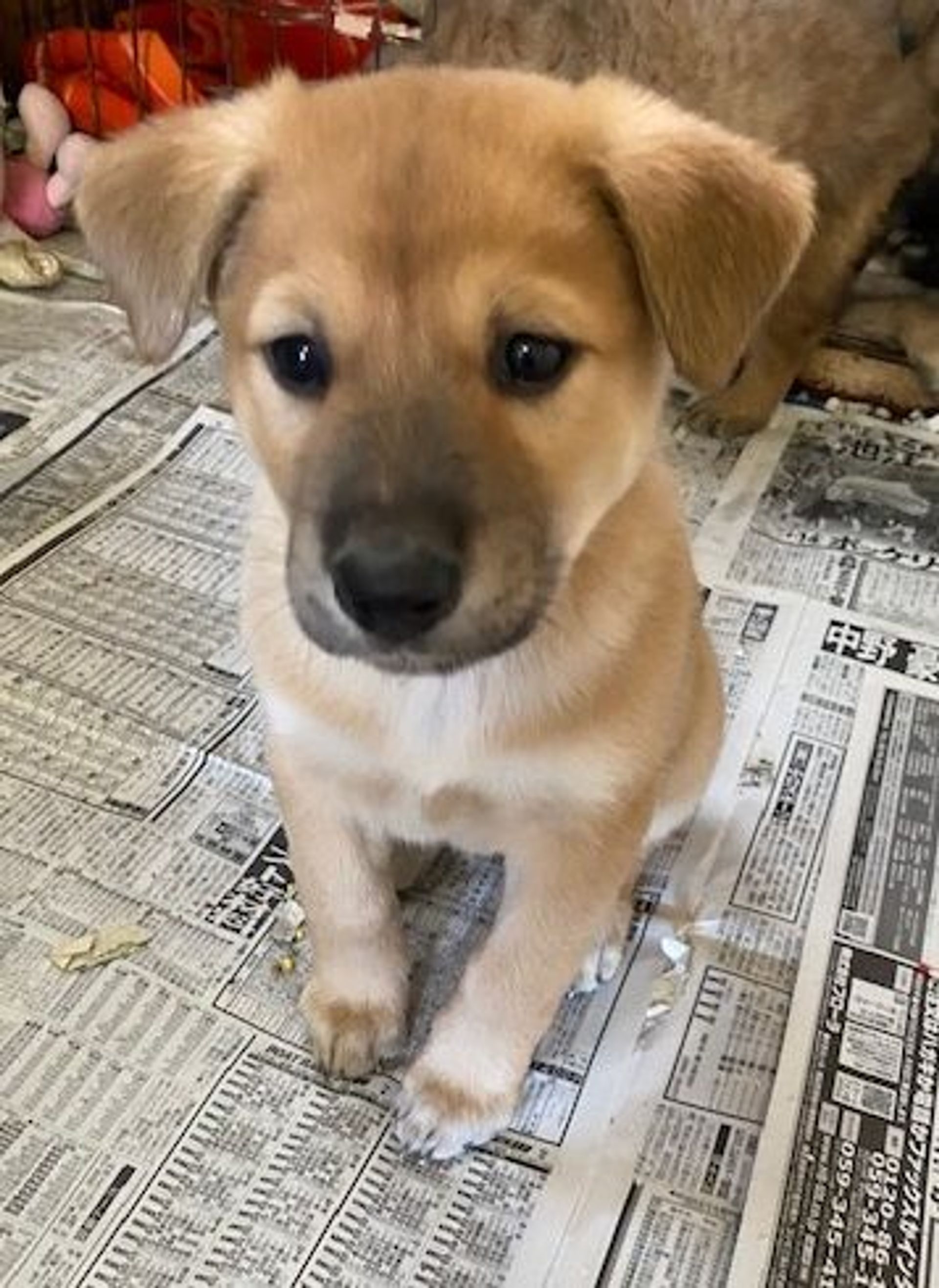 雑種（ミックス犬）・オスの里親募集の写真