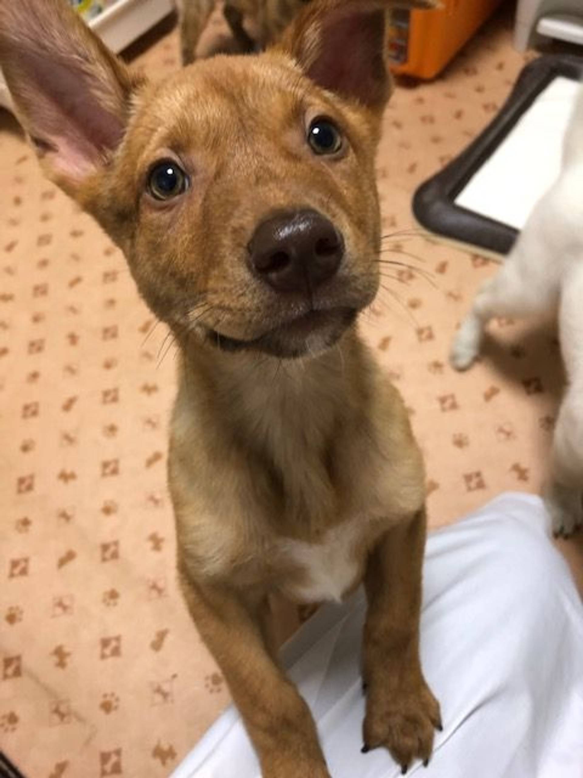 雑種（ミックス犬）・オスの里親募集の写真