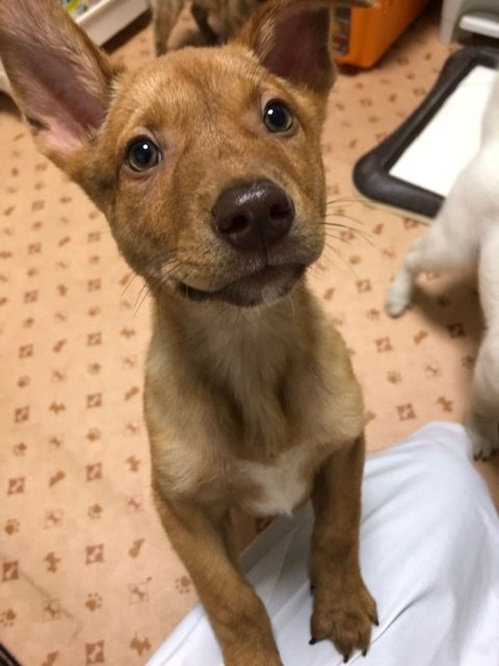 雑種（ミックス犬）・オスの里親募集の写真