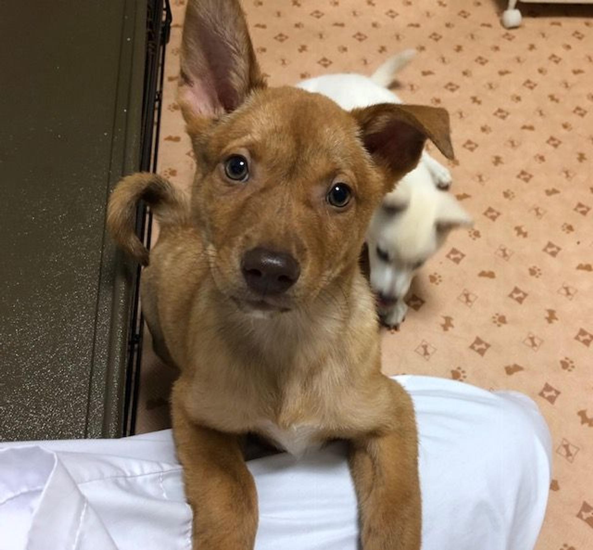 pet-image-2