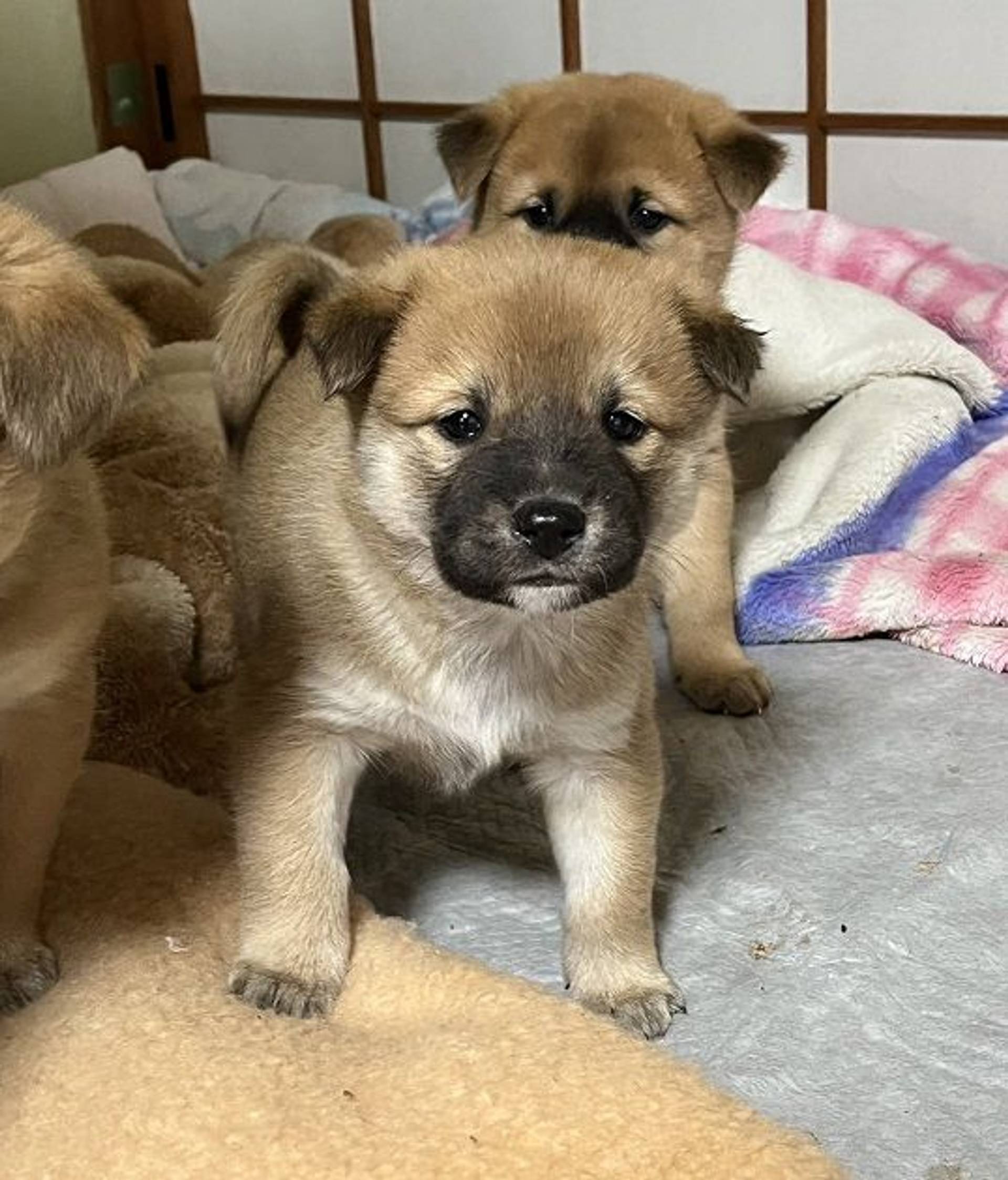 雑種（ミックス犬）・オスの里親募集の写真