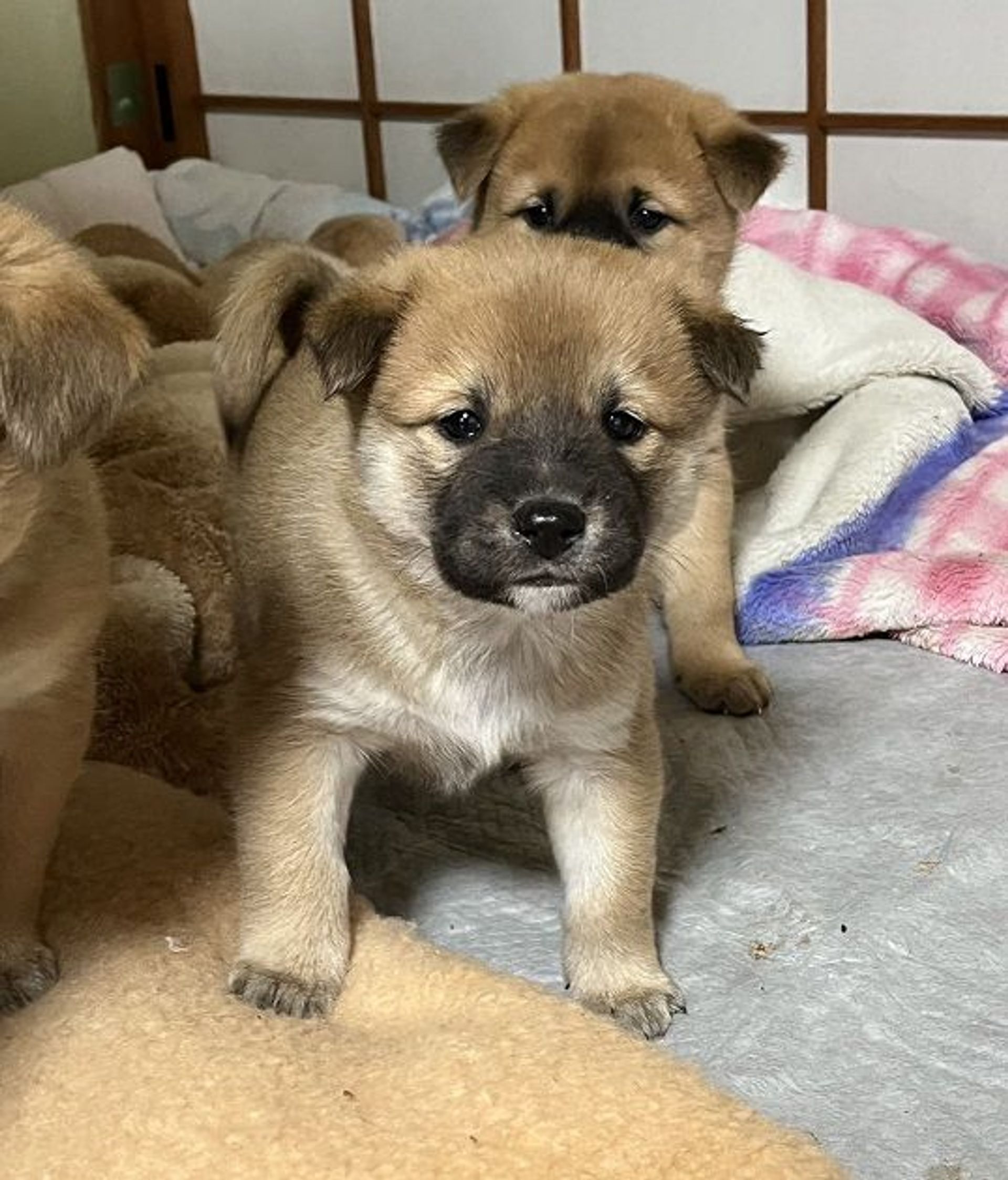 雑種（ミックス犬）・オスの里親募集の写真