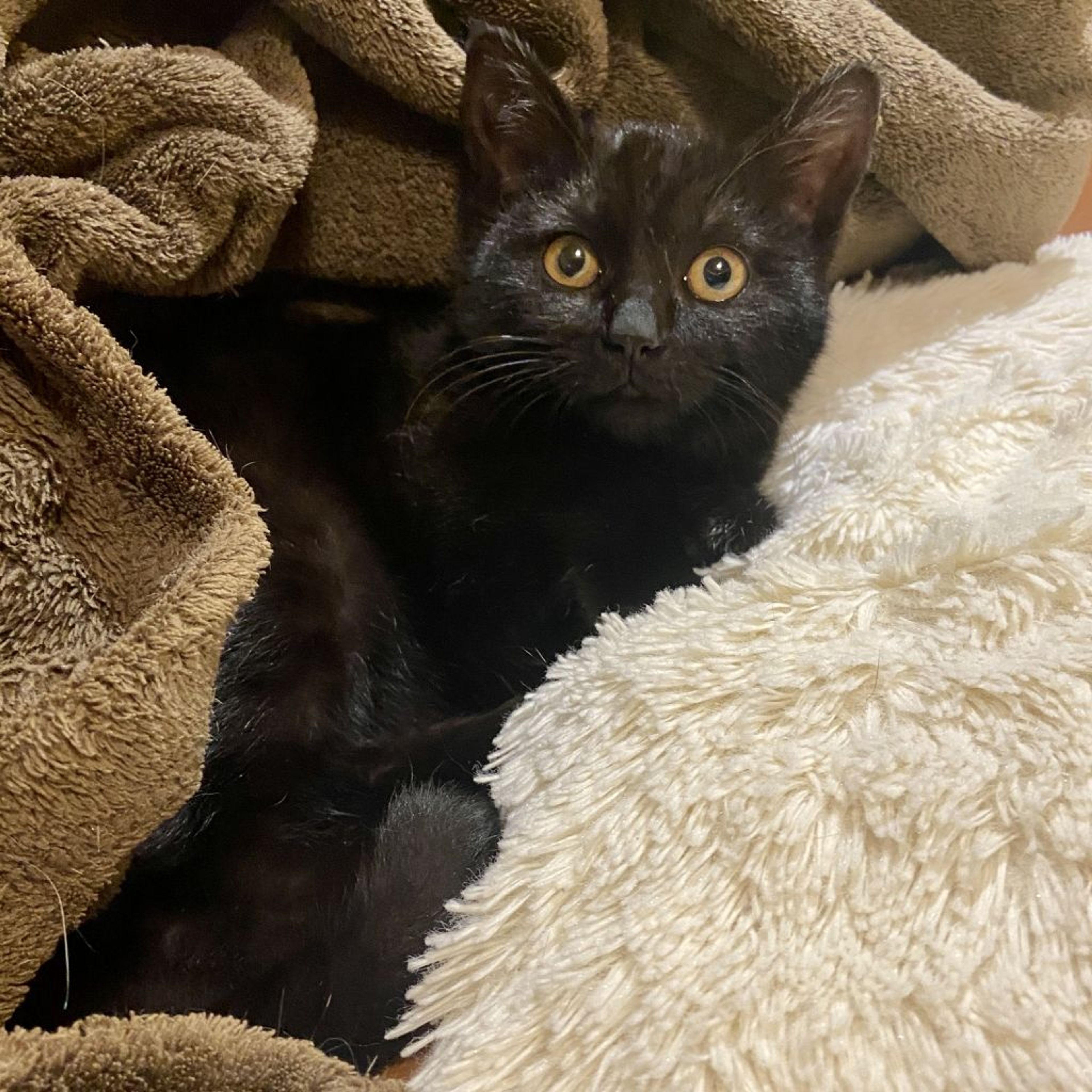 2/26芝浦】抱っこするとスヤスヤ♪甘えん坊女子 | 雑種