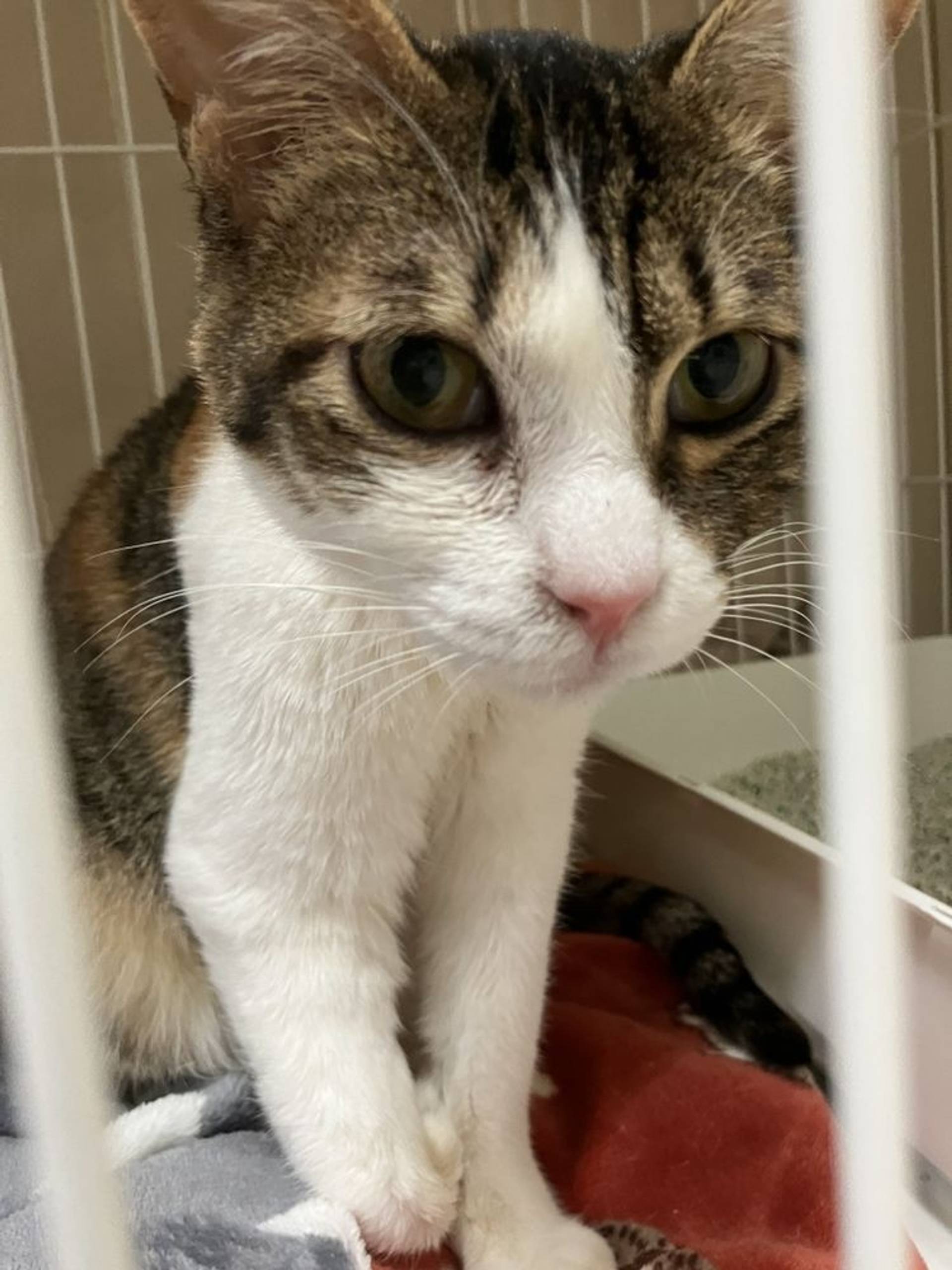 雑種（ミックス猫）・メスの里親募集の写真