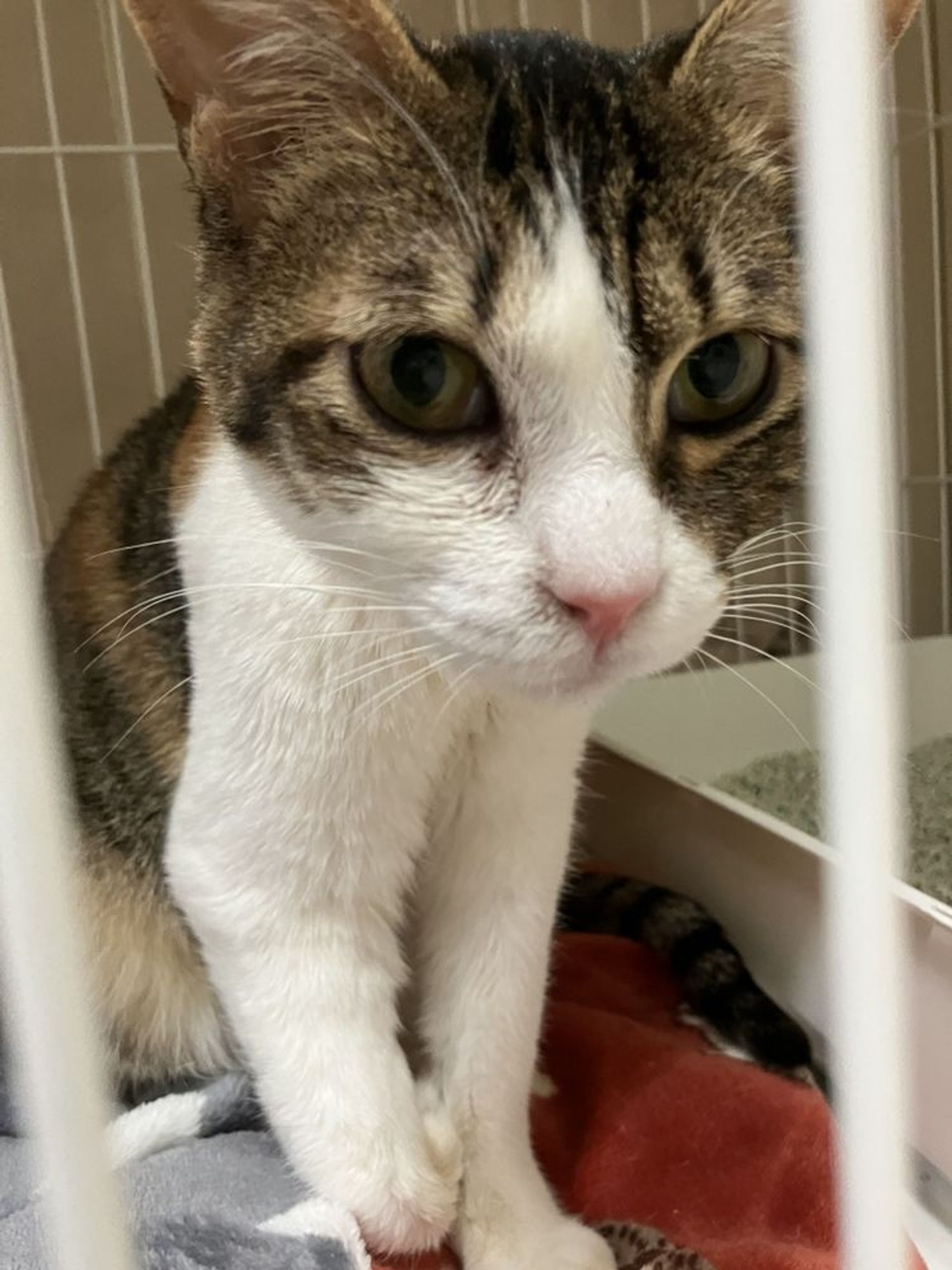 雑種（ミックス猫）・メスの里親募集の写真