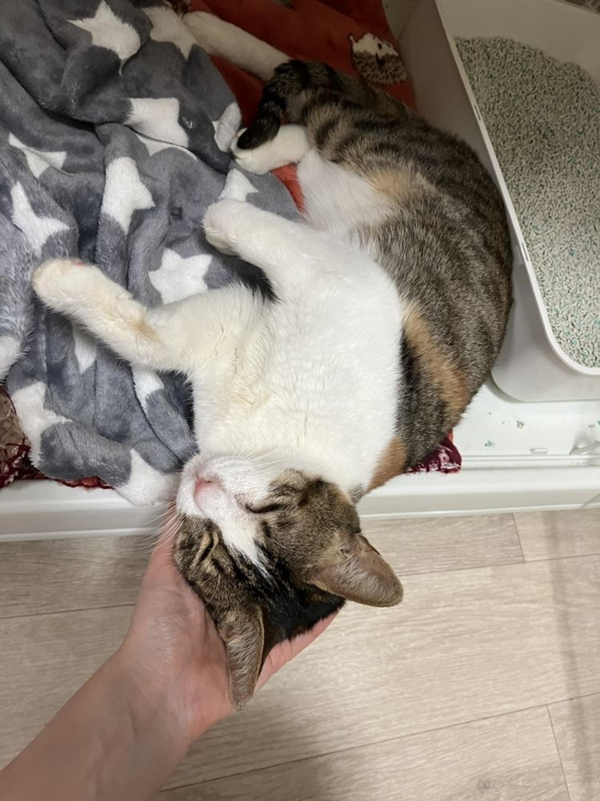 pet-image-2