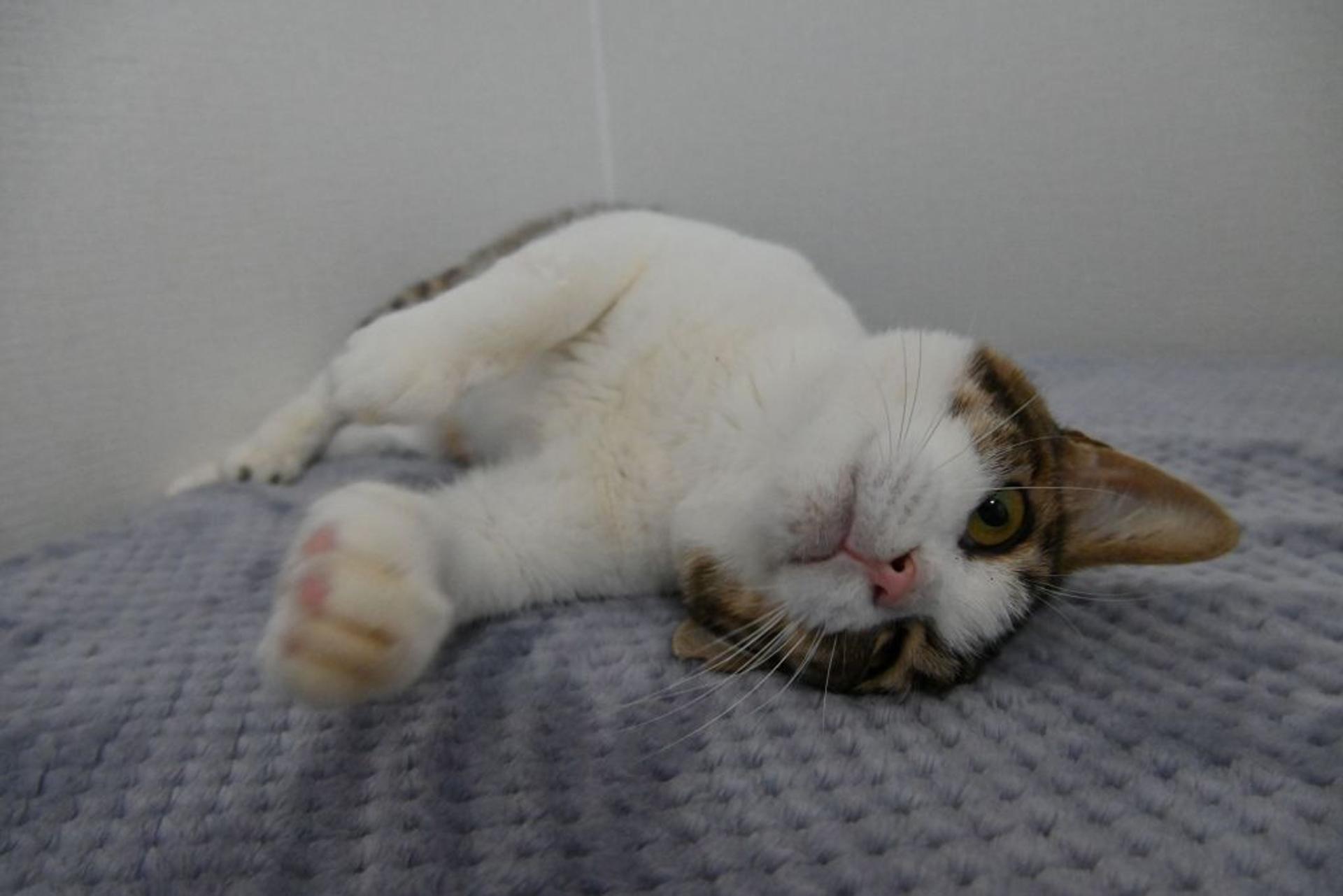 pet-image-4
