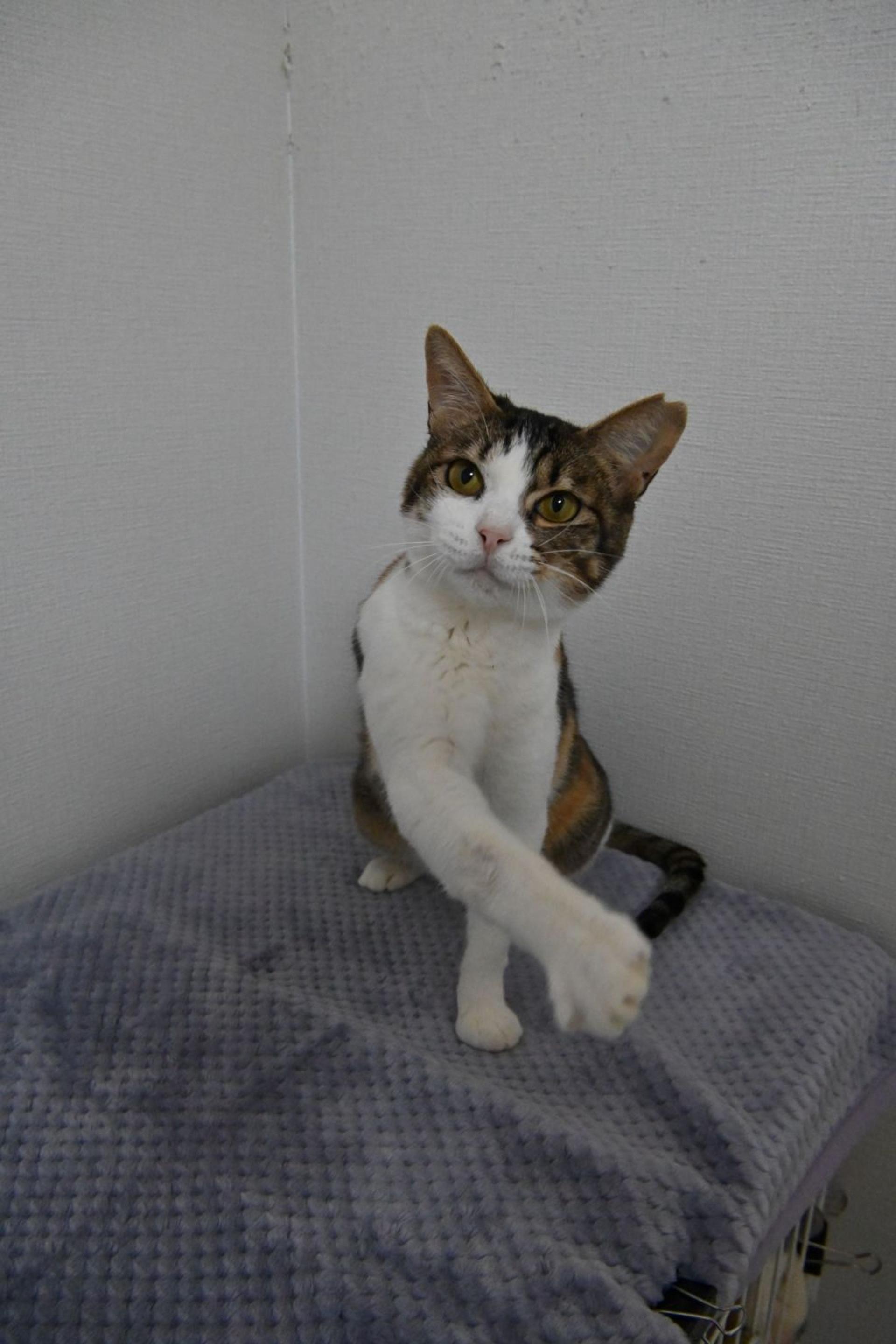 pet-image-5