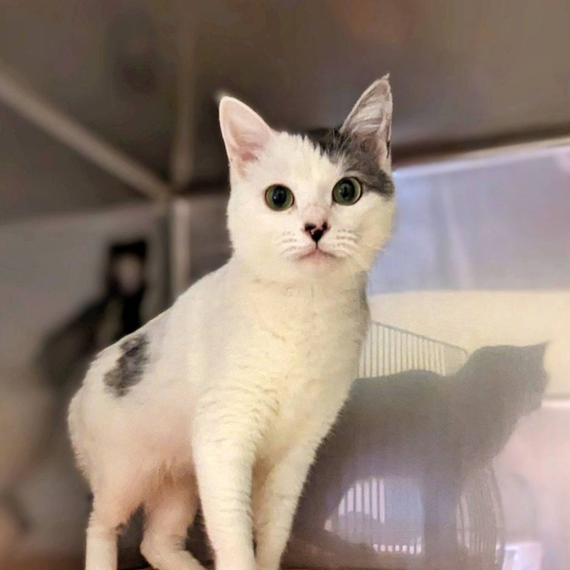 雑種（ミックス猫）・メスの里親募集の写真