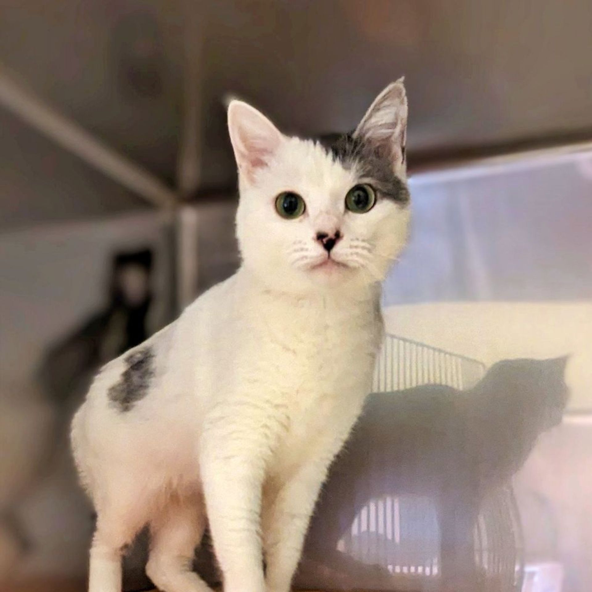 雑種（ミックス猫）・メスの里親募集の写真