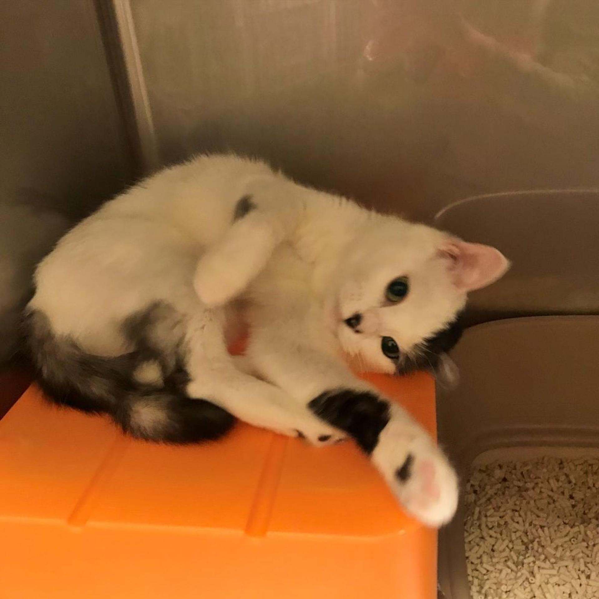 pet-image-2