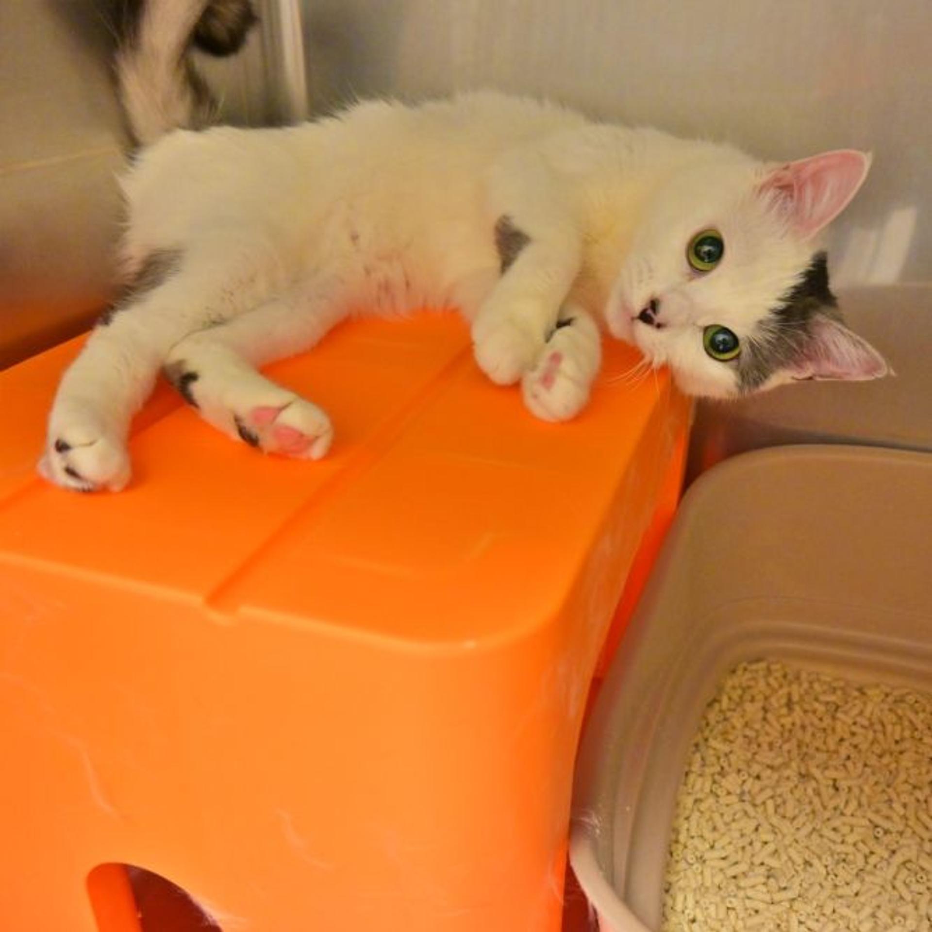 pet-image-3