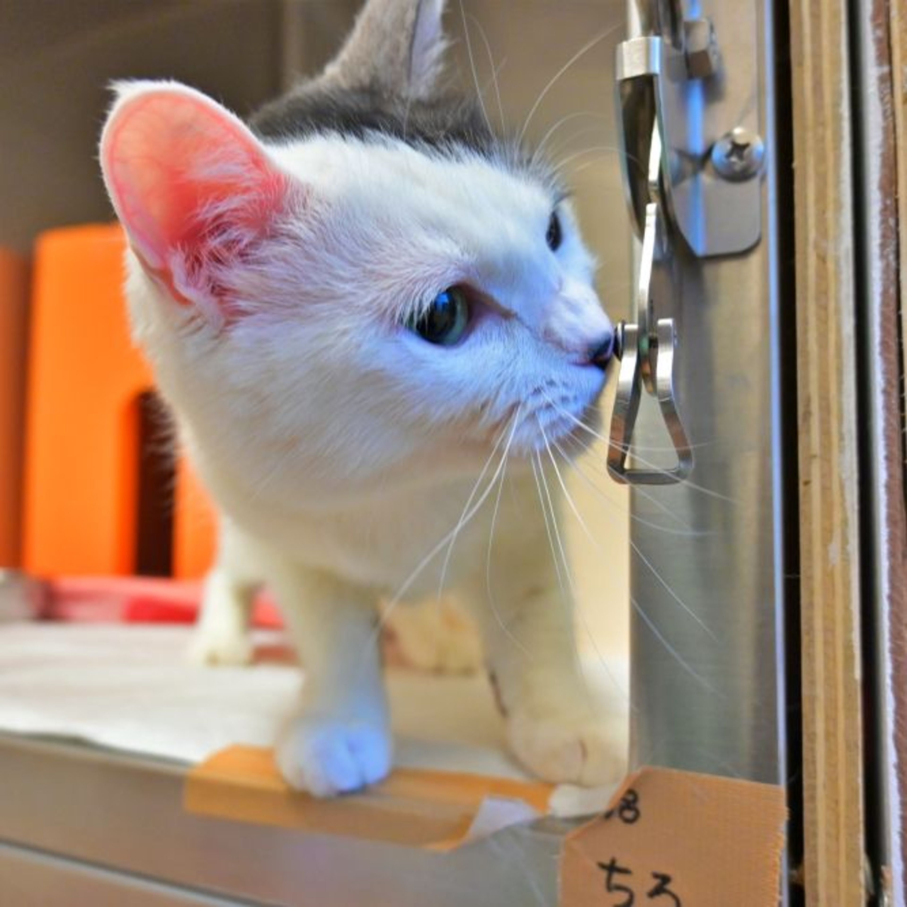 pet-image-4