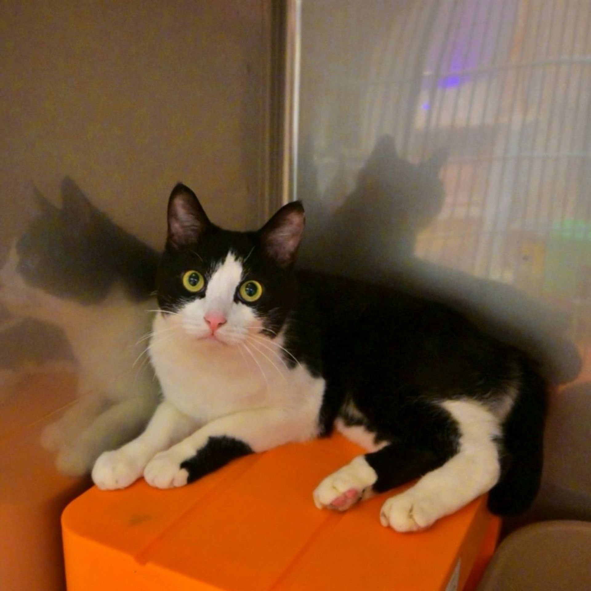 雑種（ミックス猫）・オスの里親募集の写真