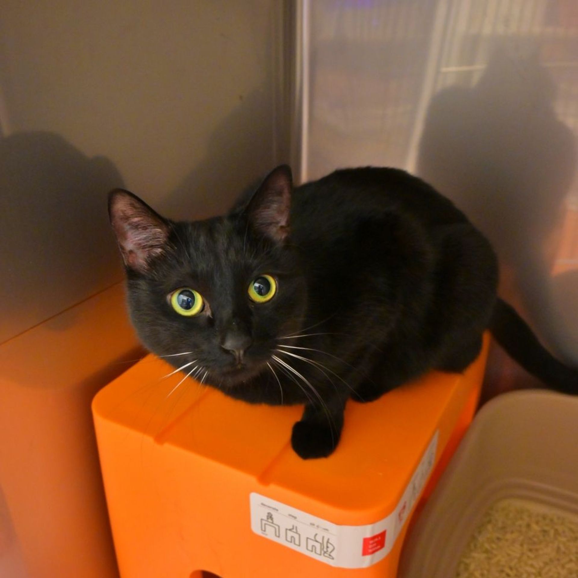 雑種（ミックス猫）・メスの里親募集の写真