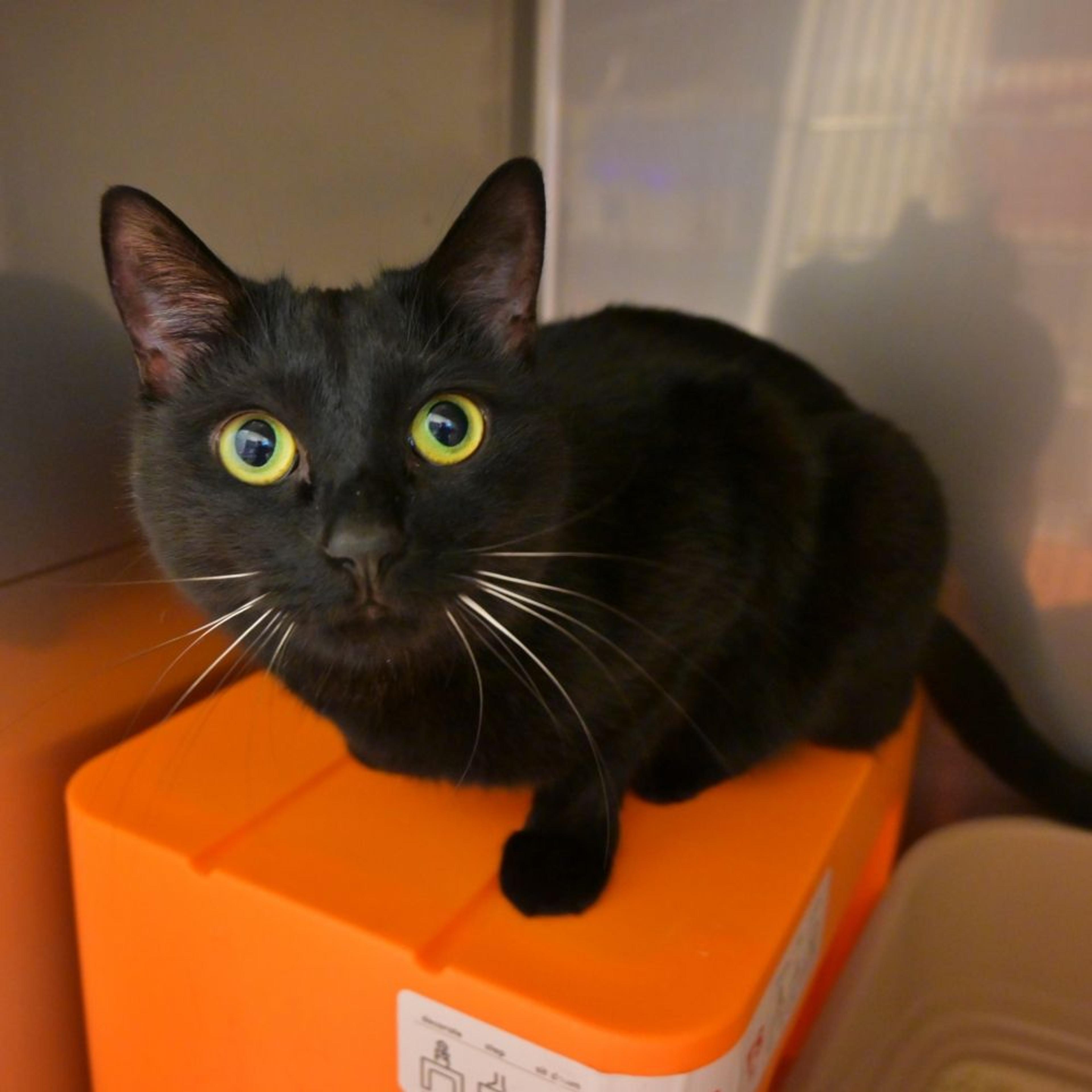 pet-image-2