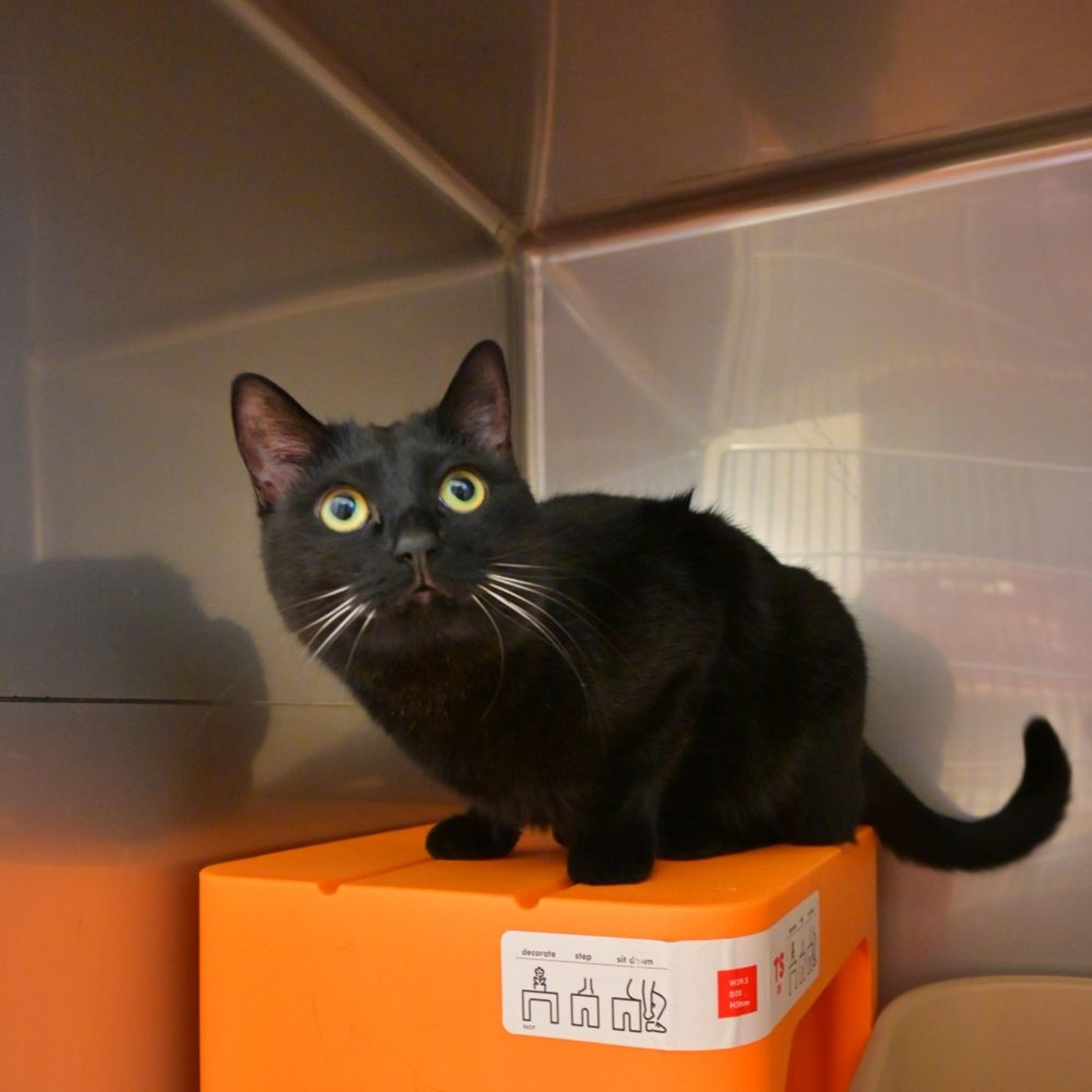 pet-image-3