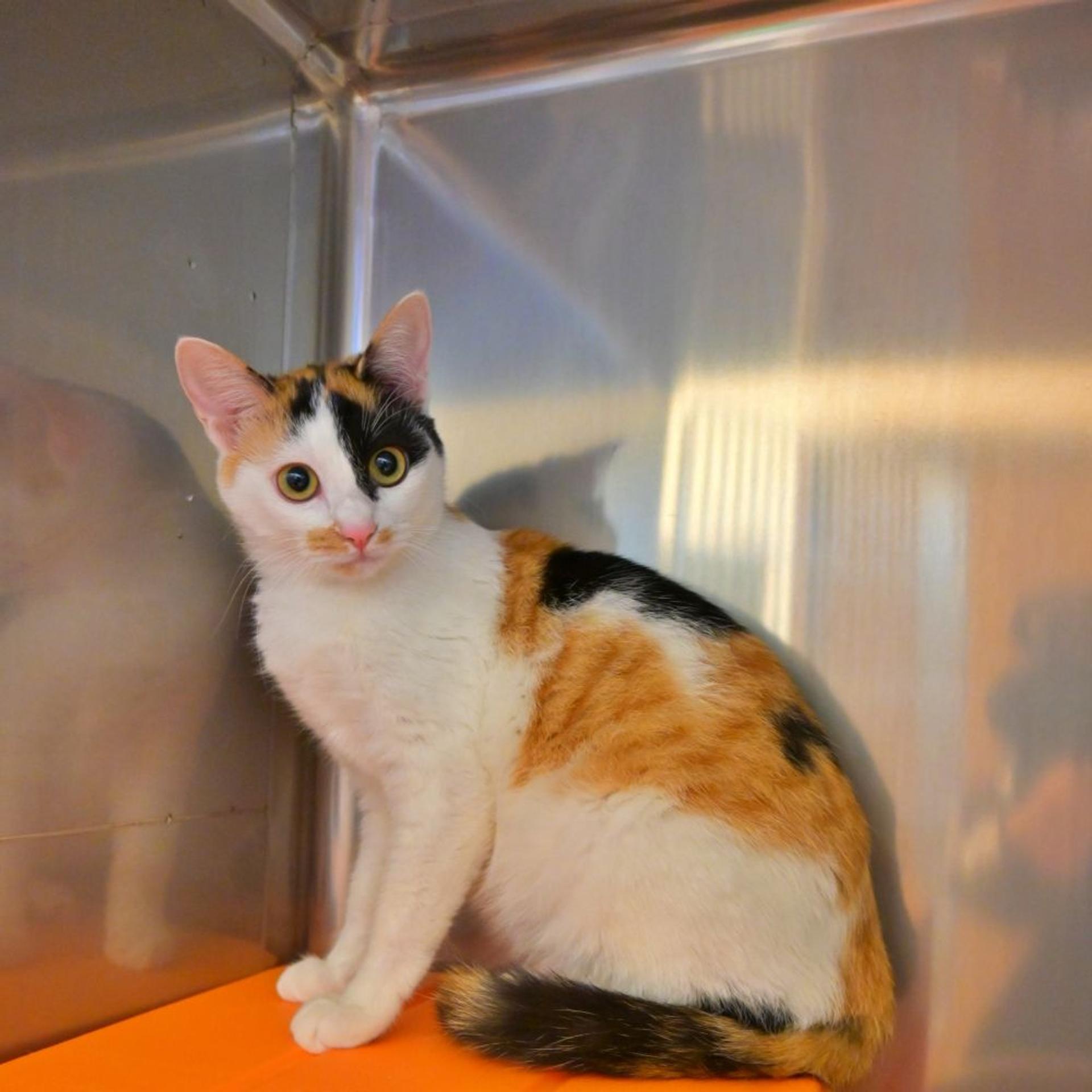pet-image-2