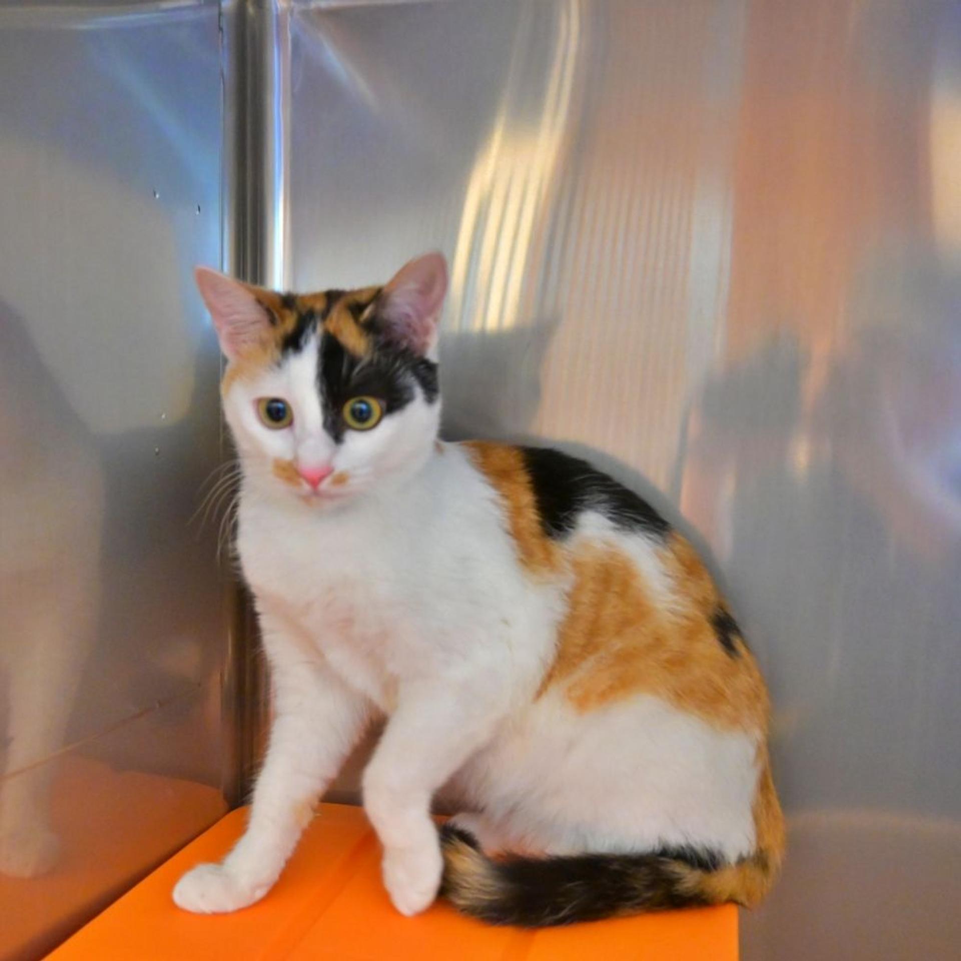 pet-image-3