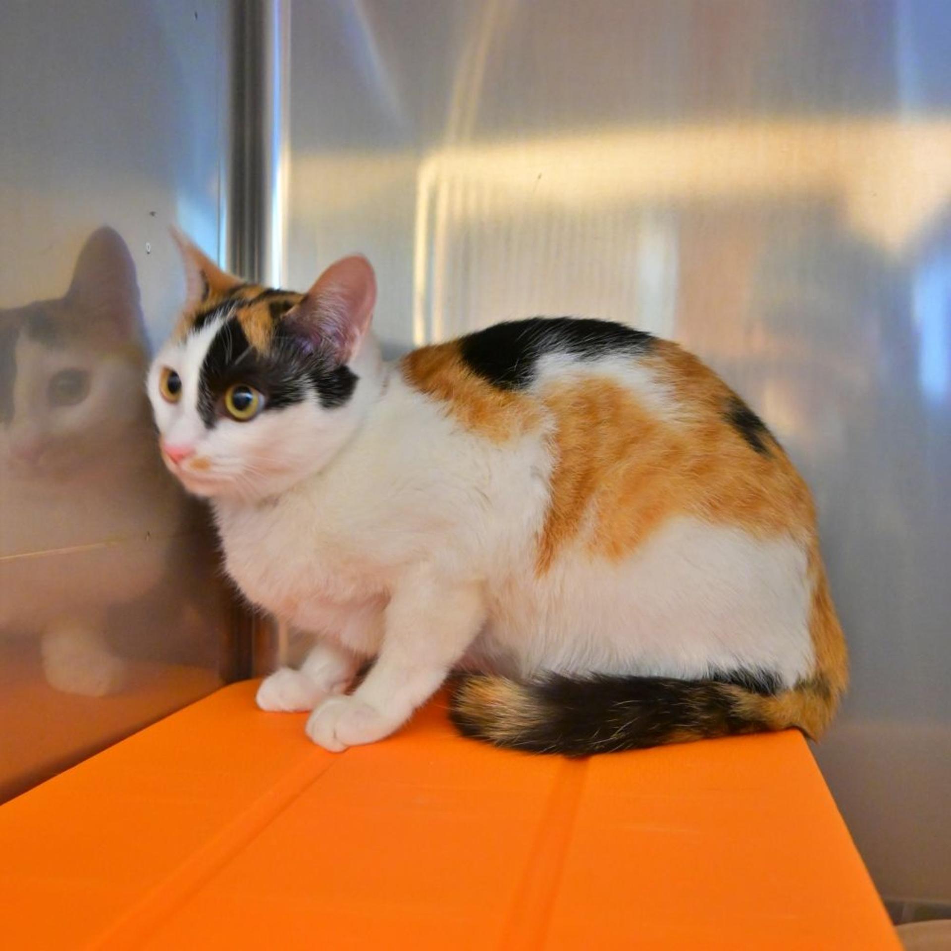 pet-image-4